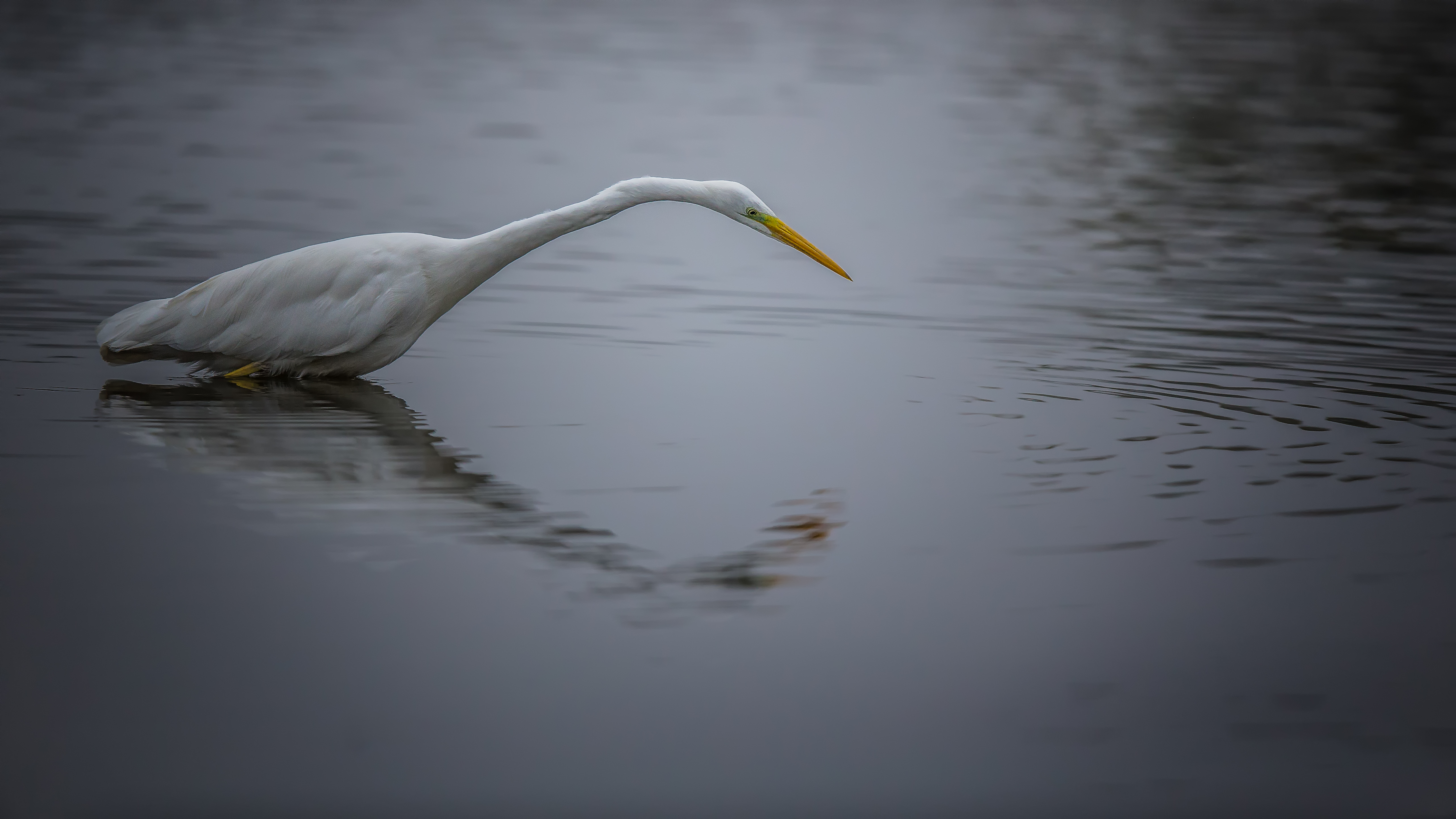 Whiteheron1