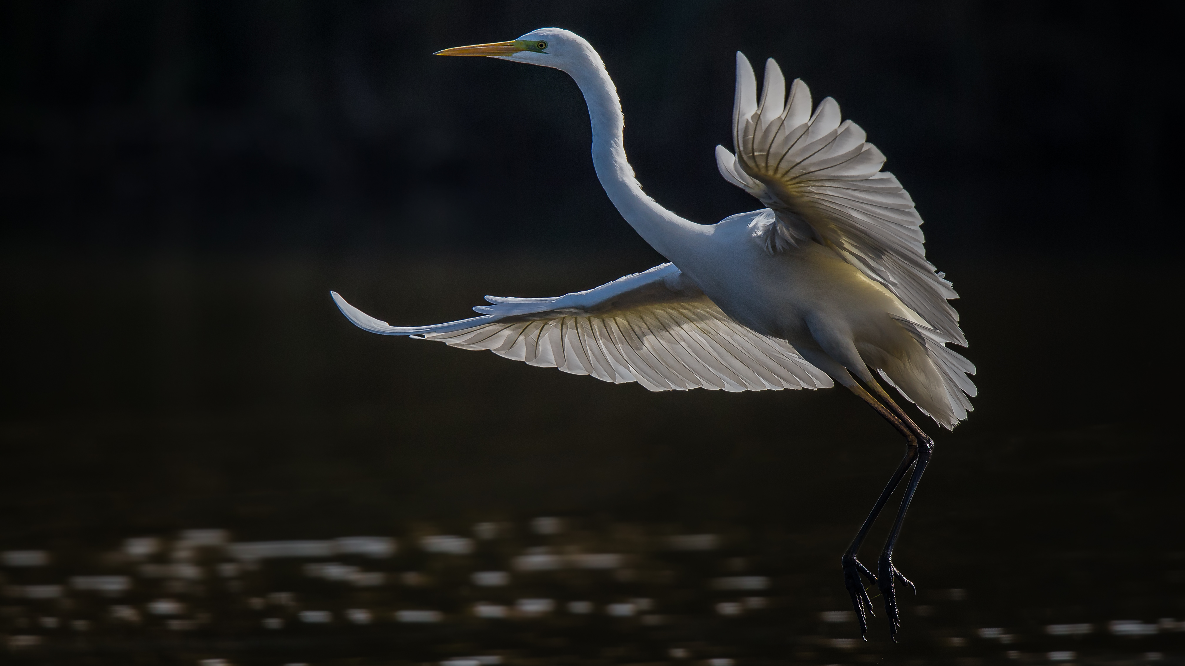 Whiteheron10