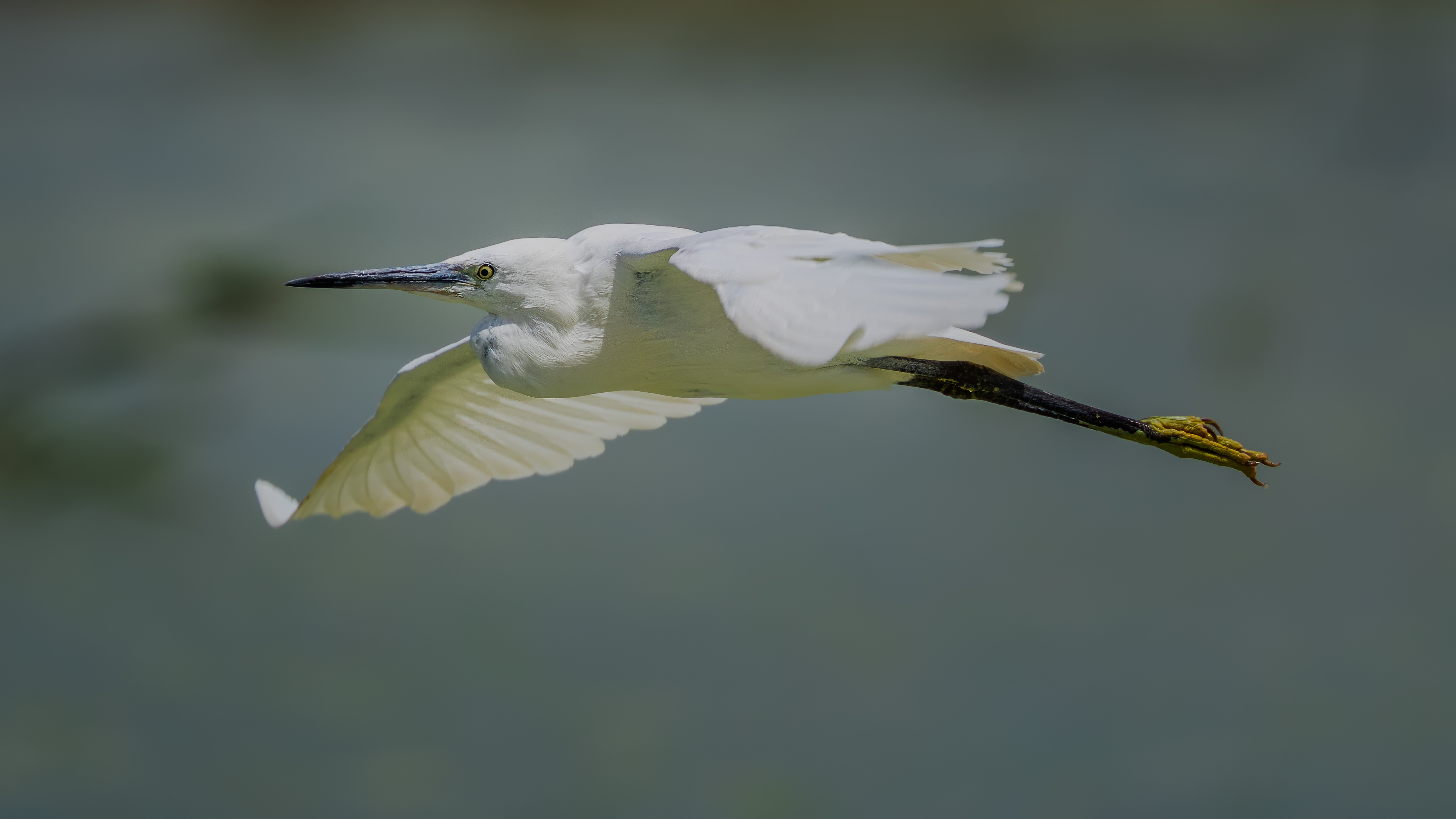 Whiteheron15