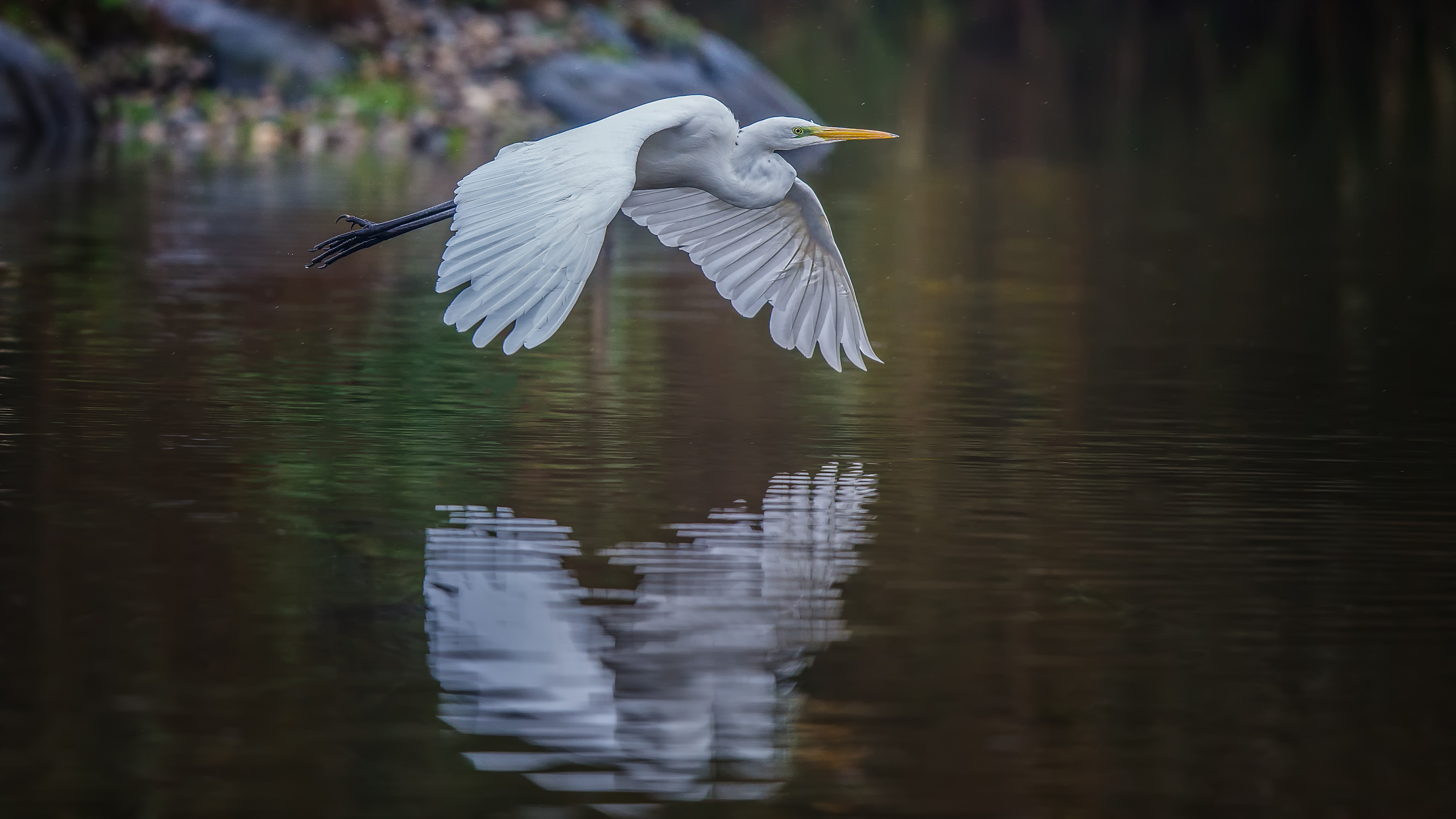 Whiteheron3