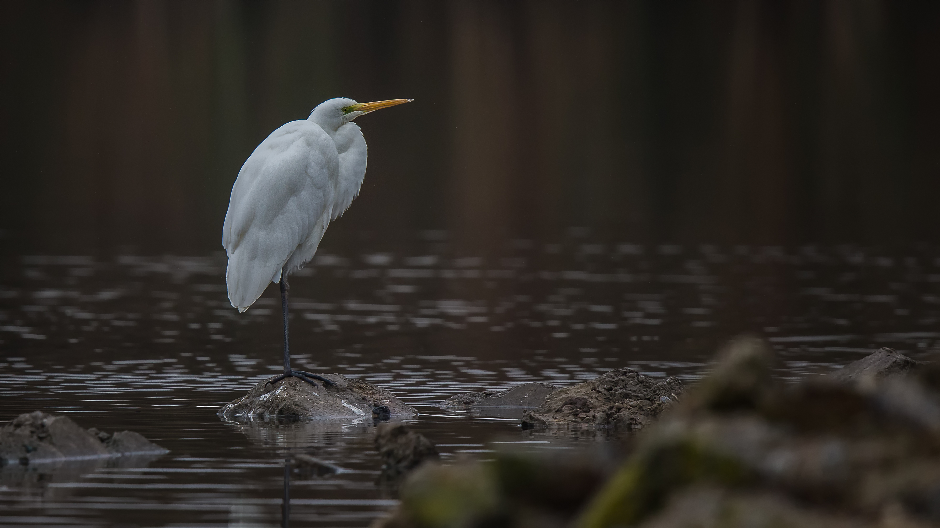 Whiteheron6