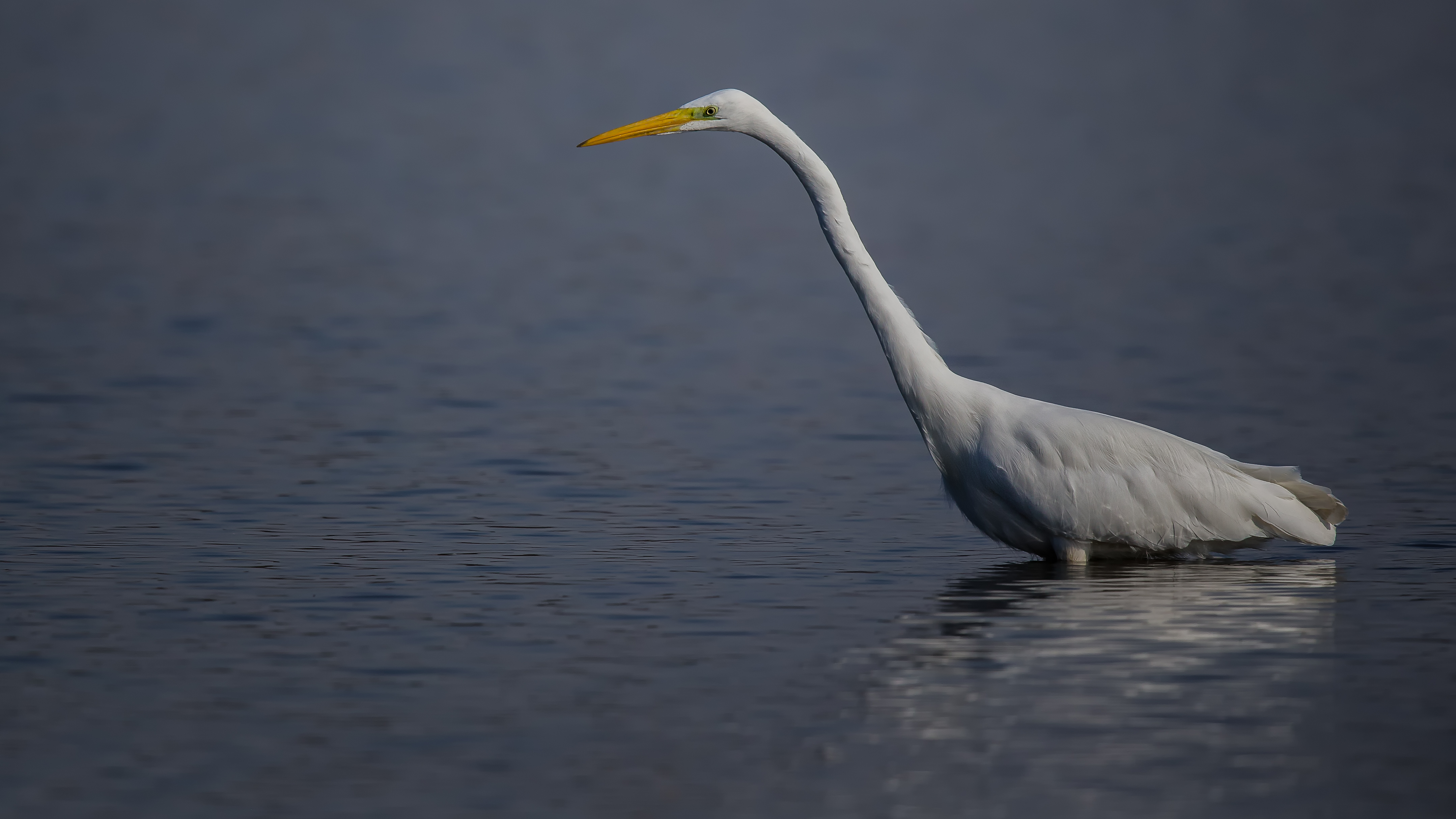 Whiteheron7