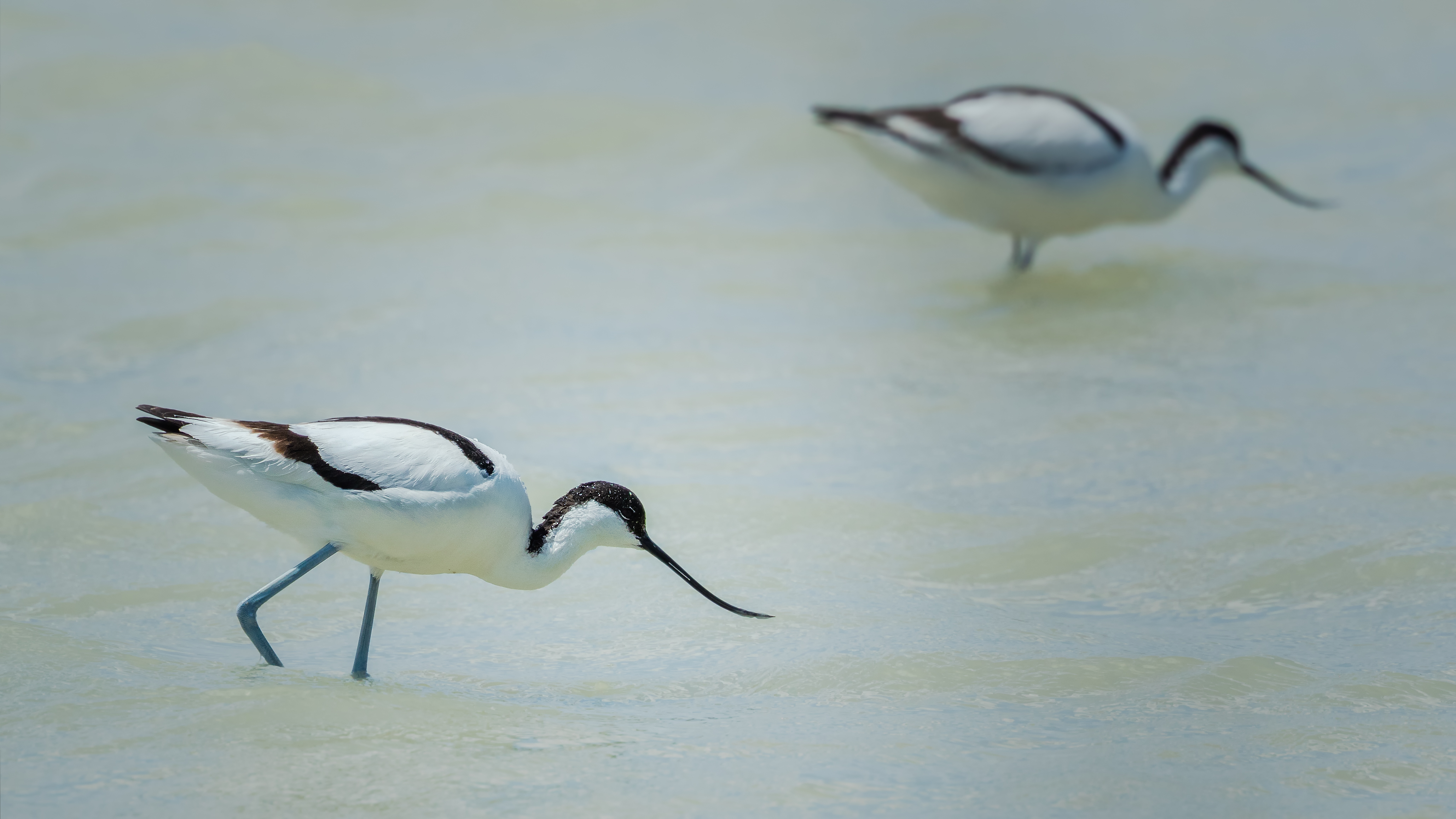 Avocet4