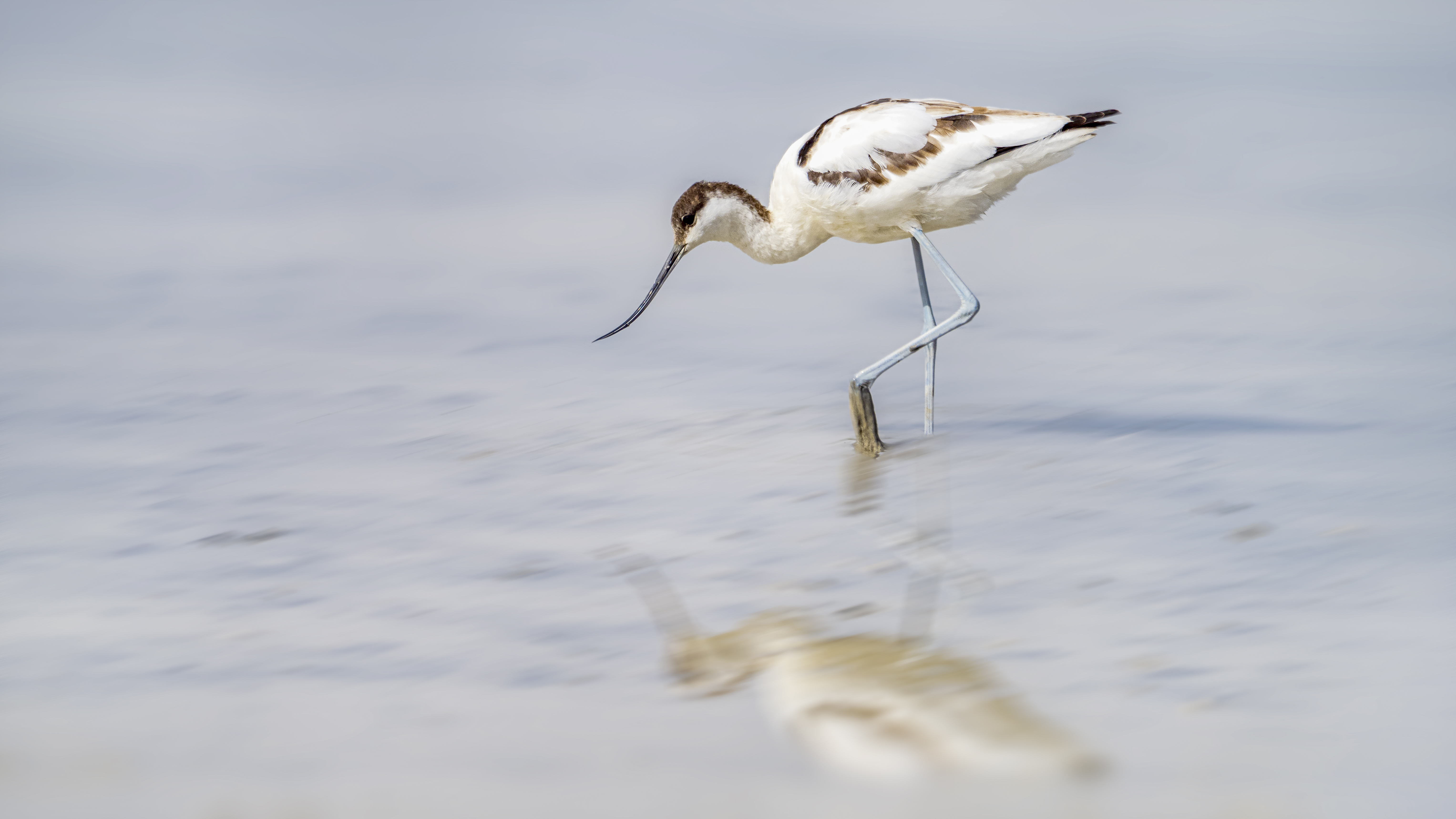 Avocet7