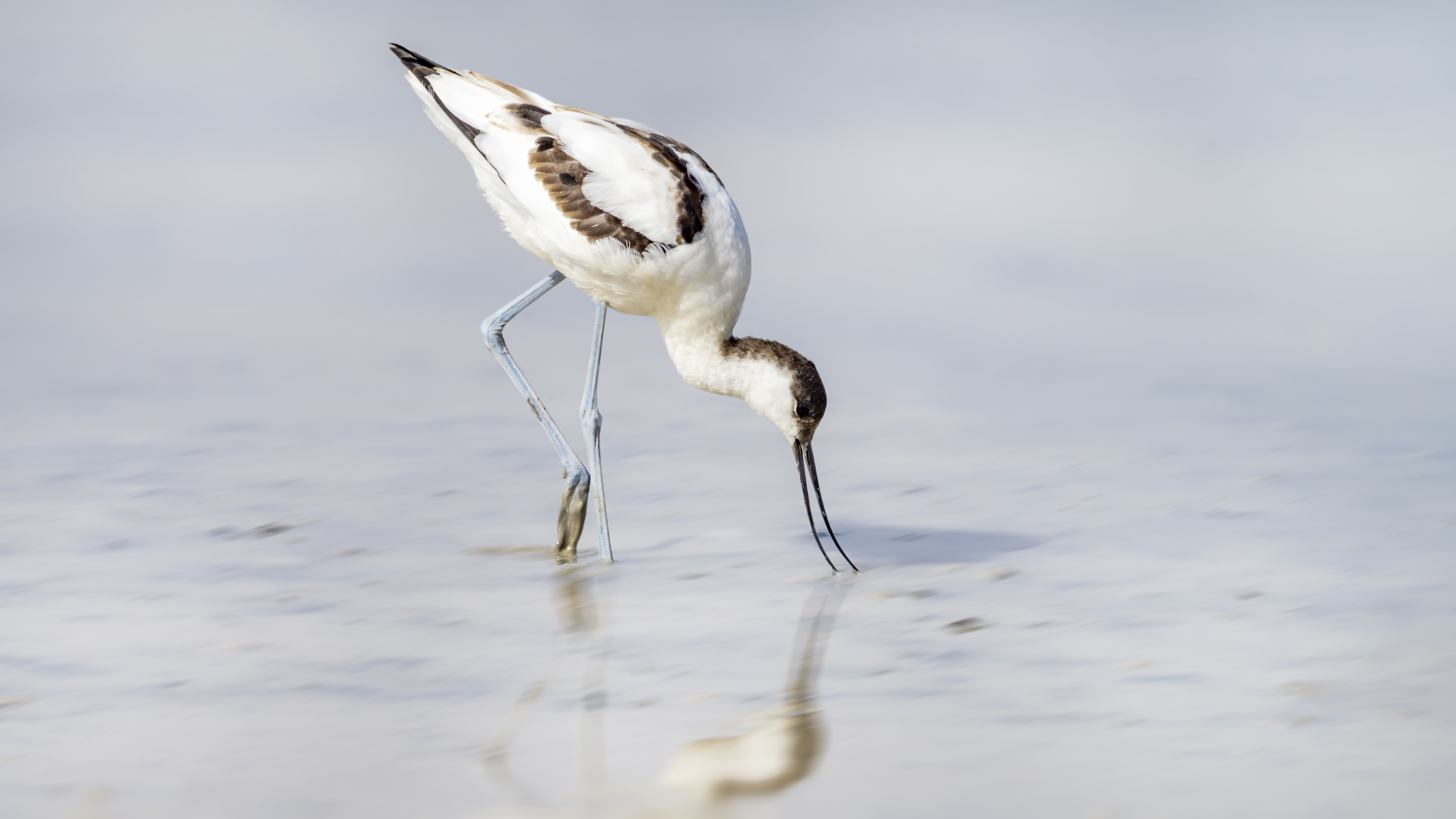 Avocet8