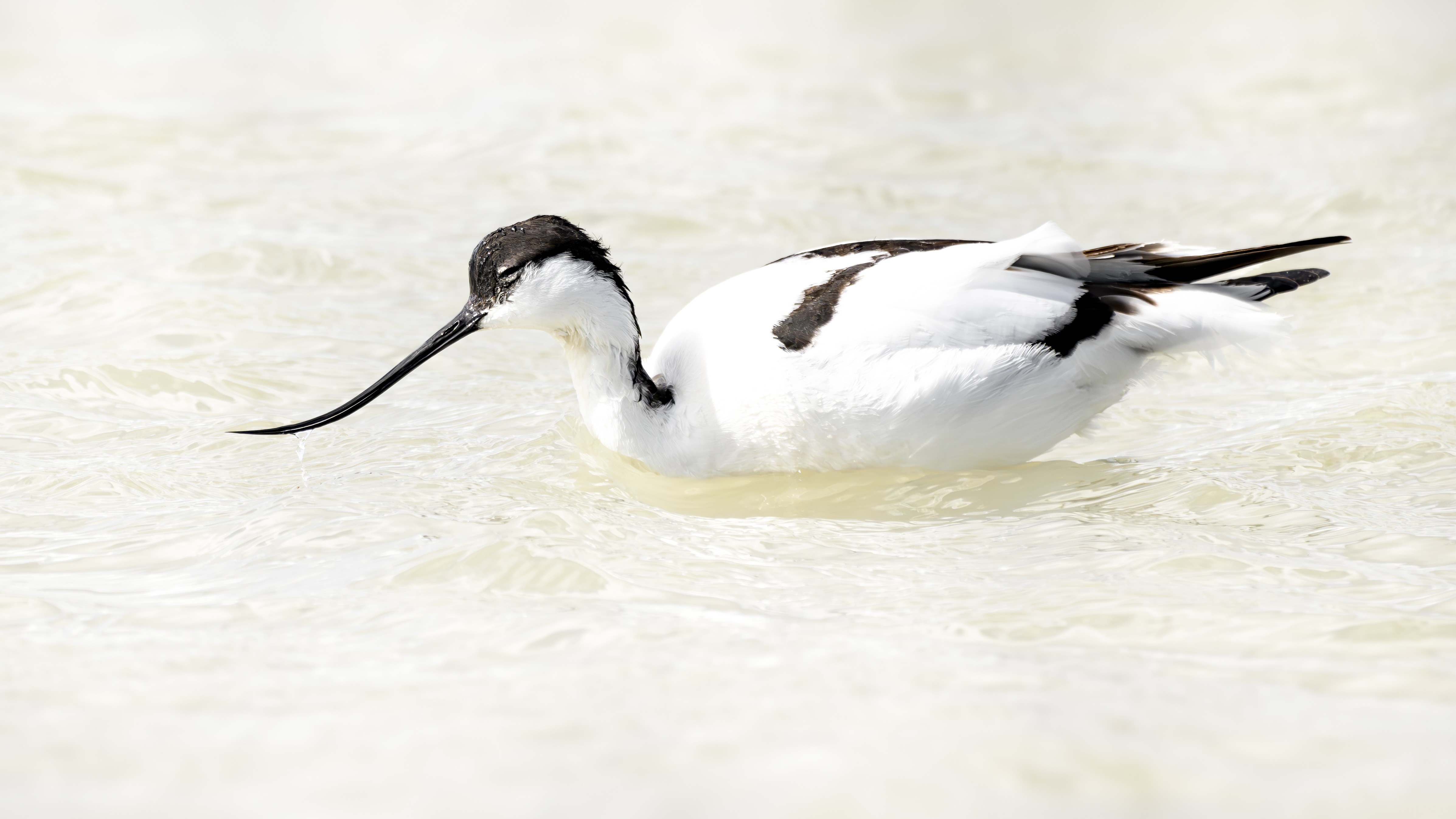 Eurasian Avocet