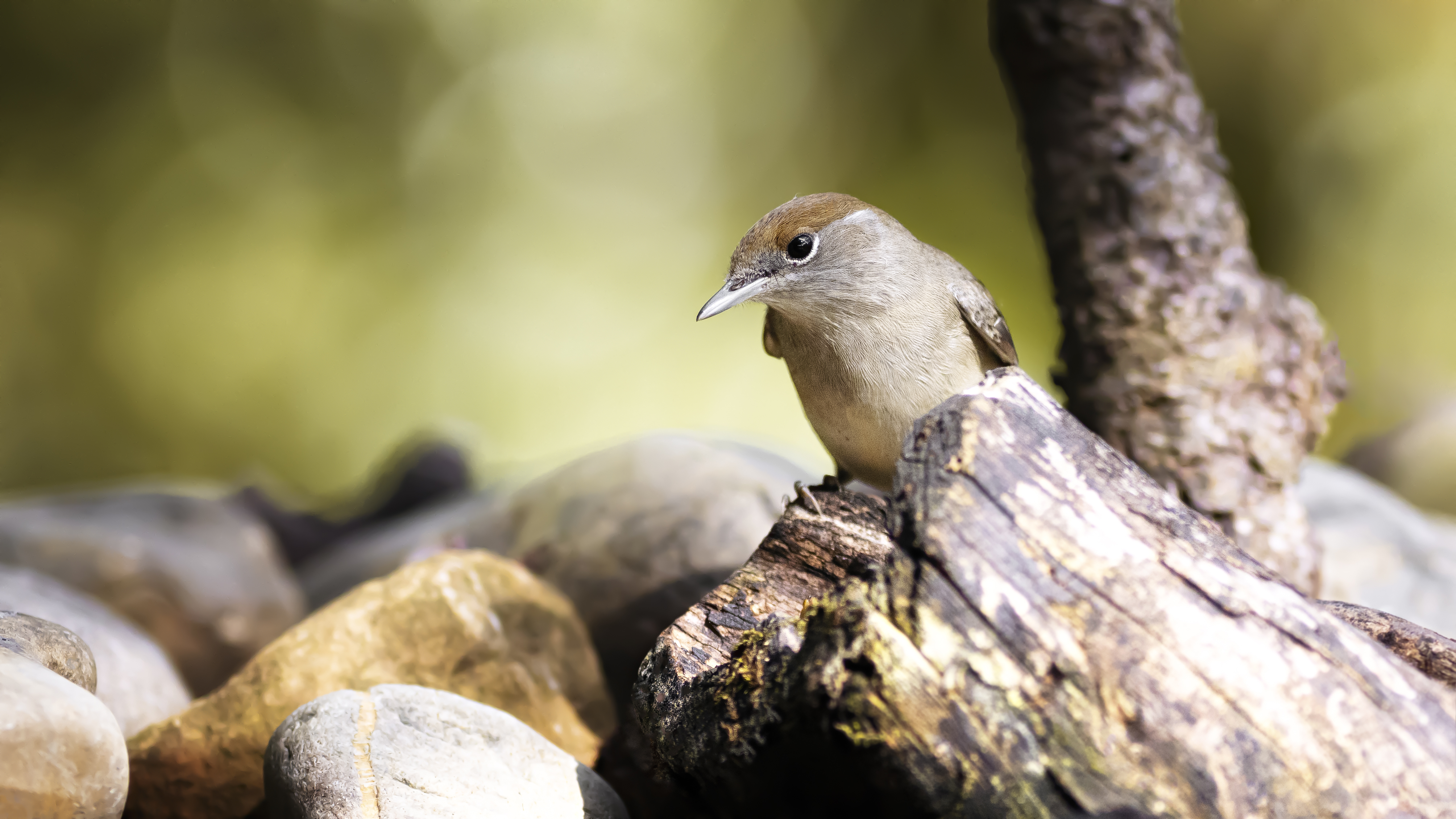 Eurasian Blackcap