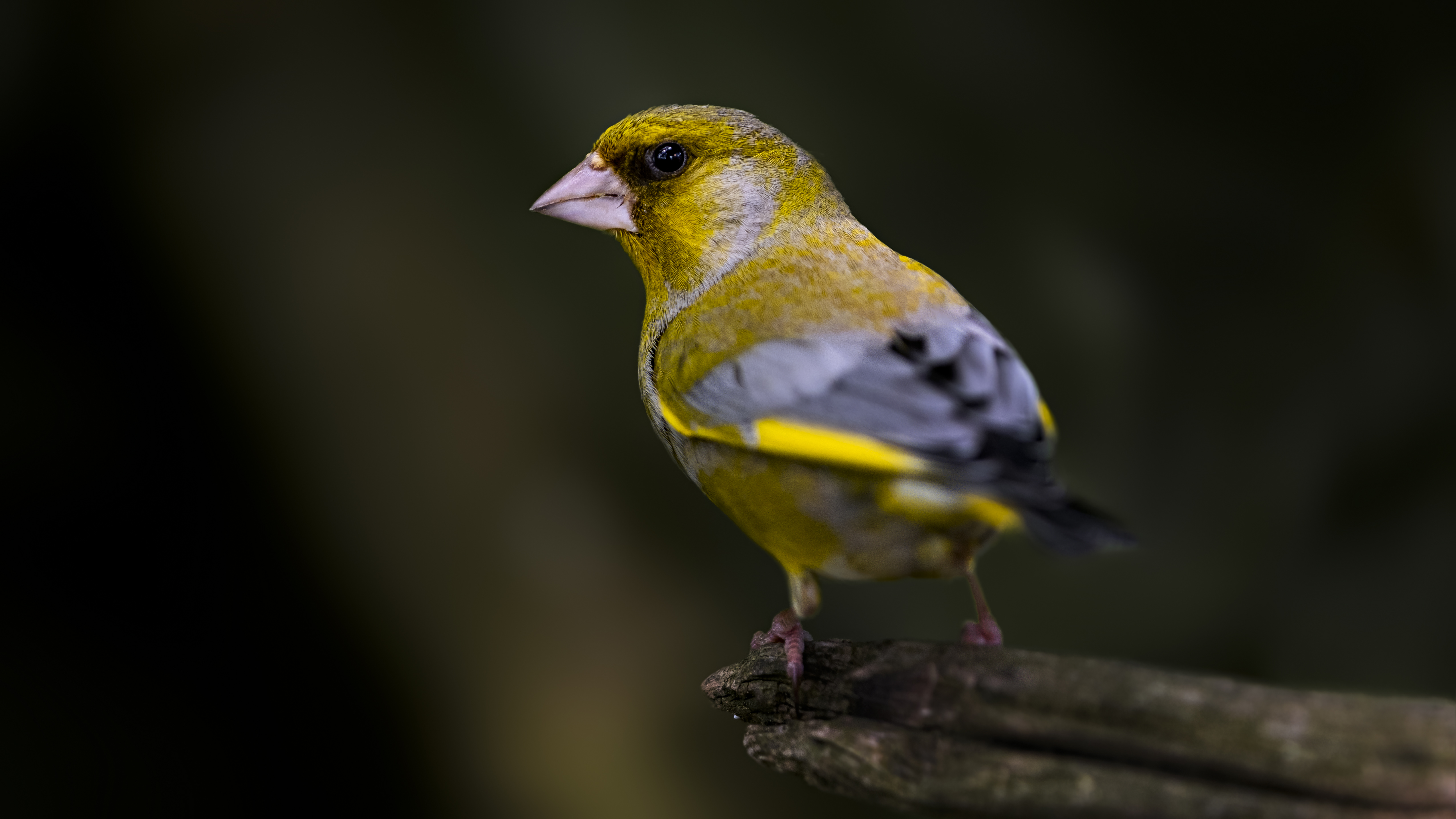 Greenfinch14