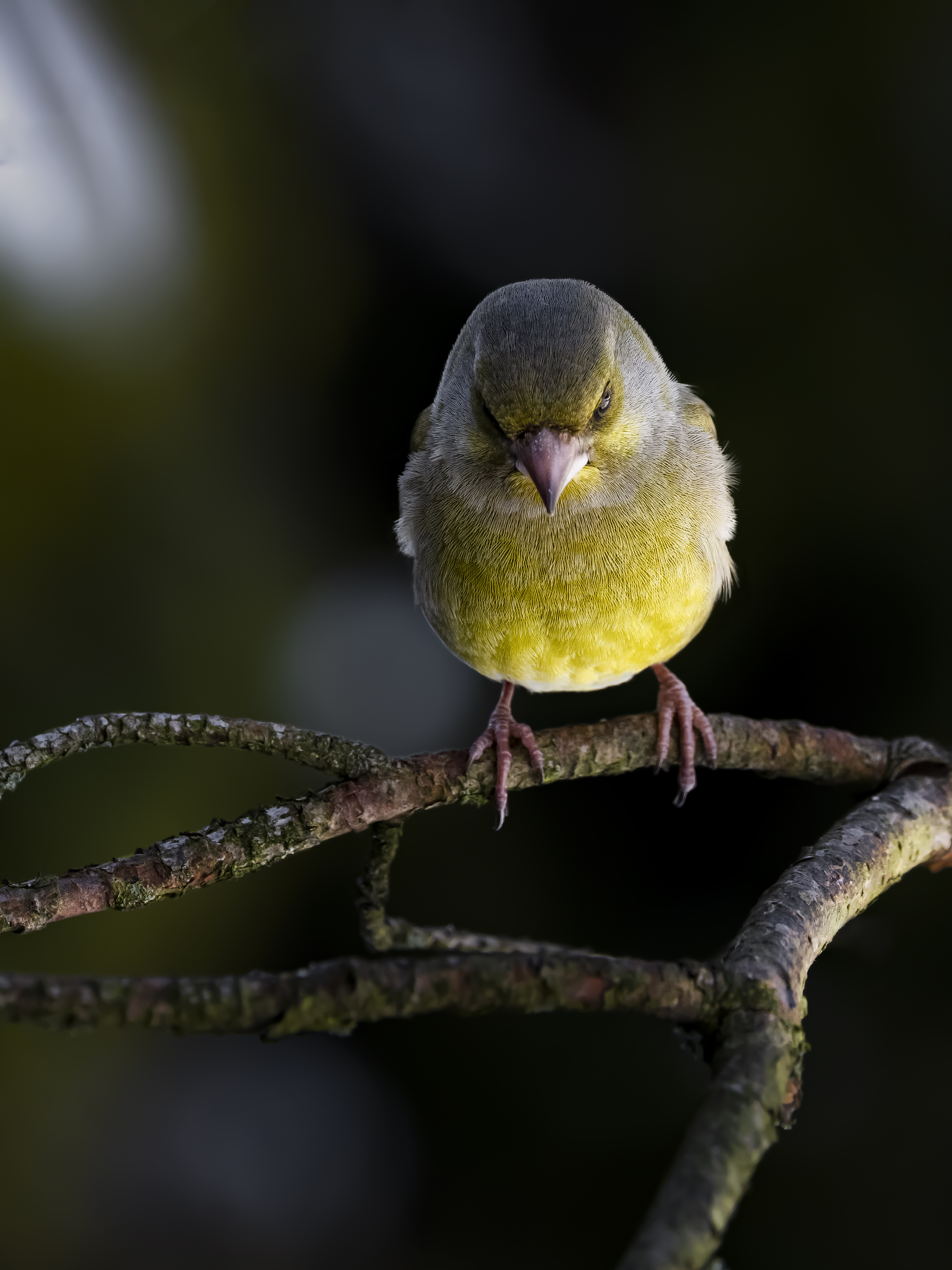Greenfinch17