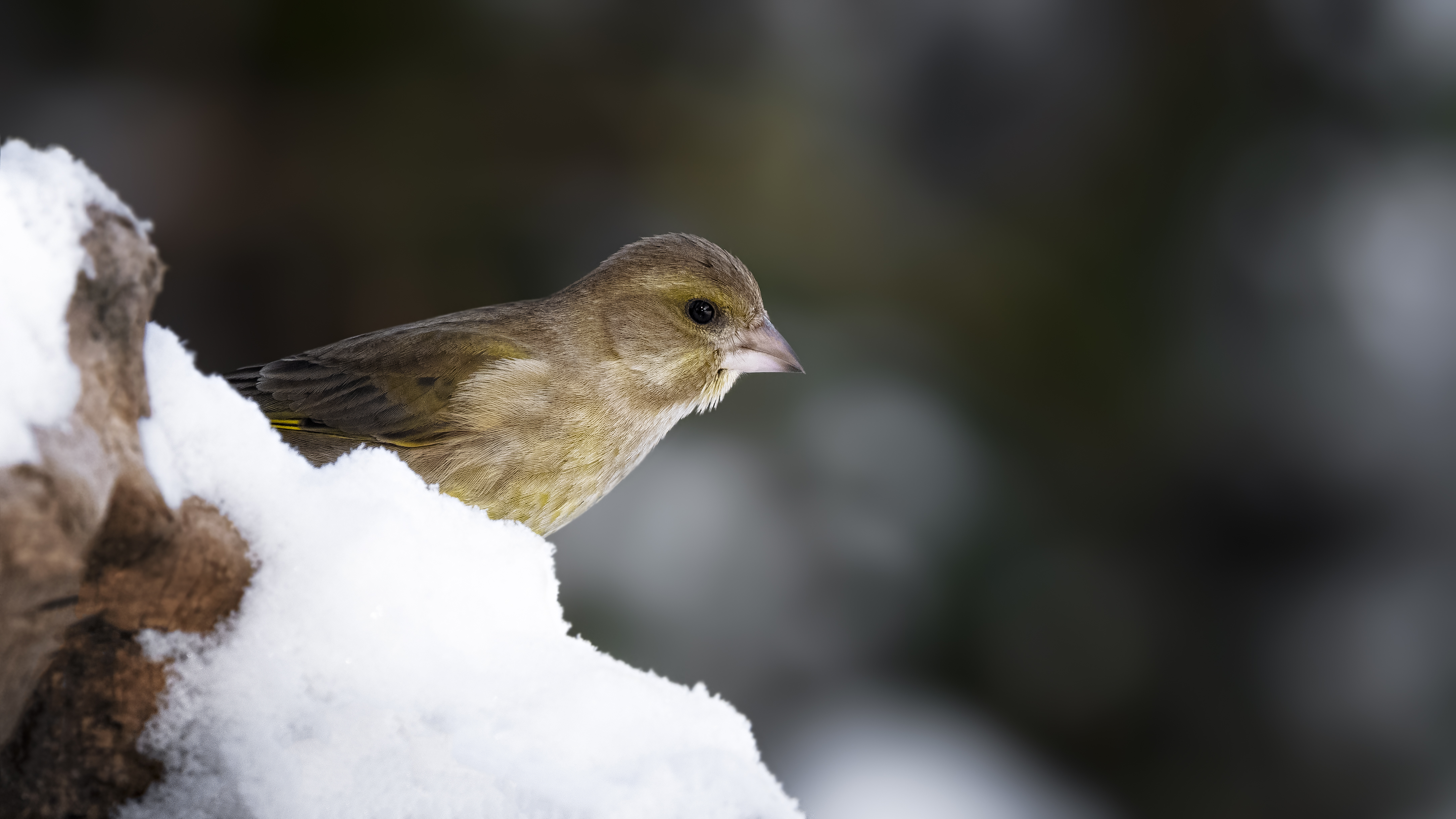 Greenfinch19