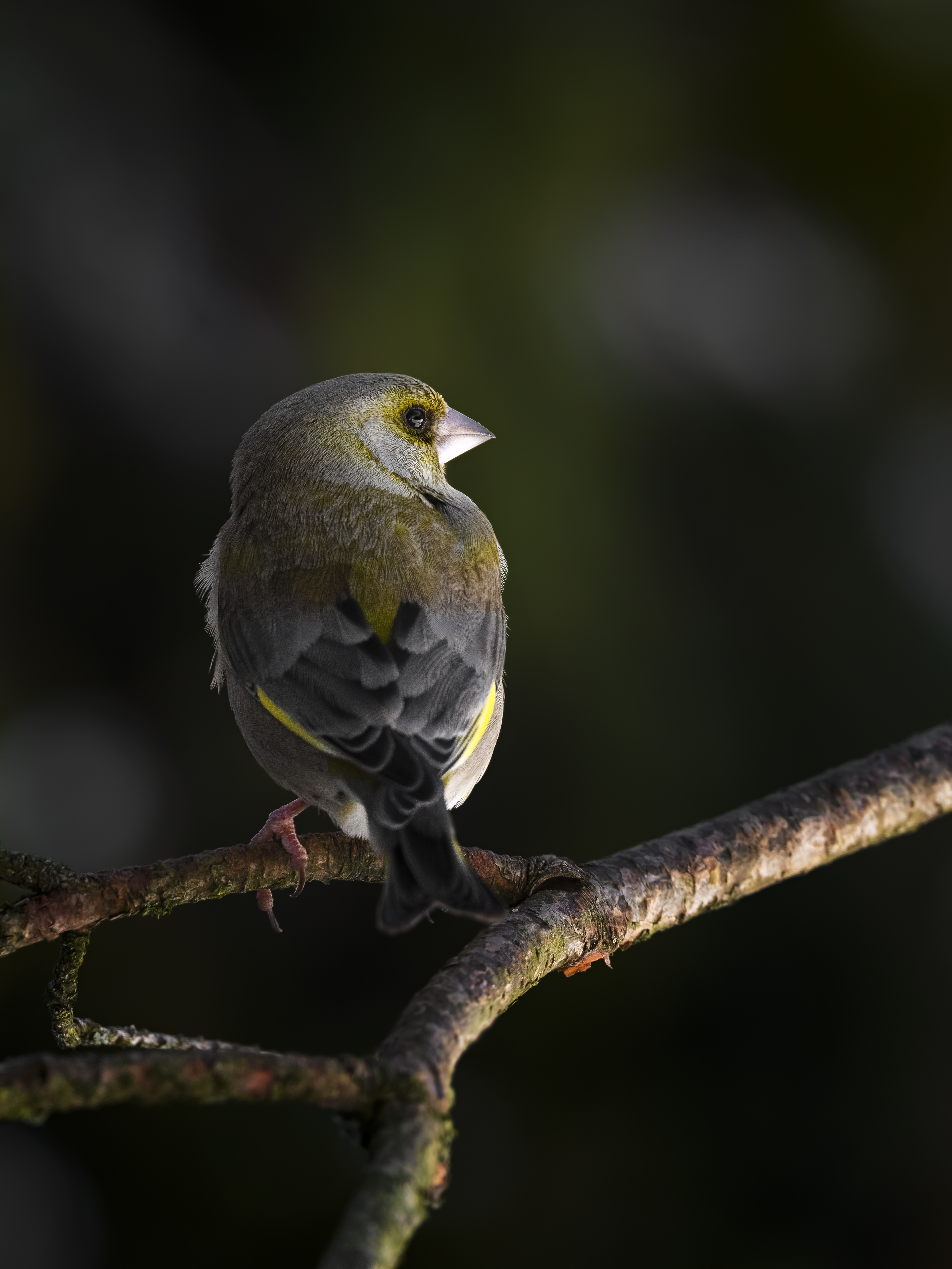 Greenfinch21