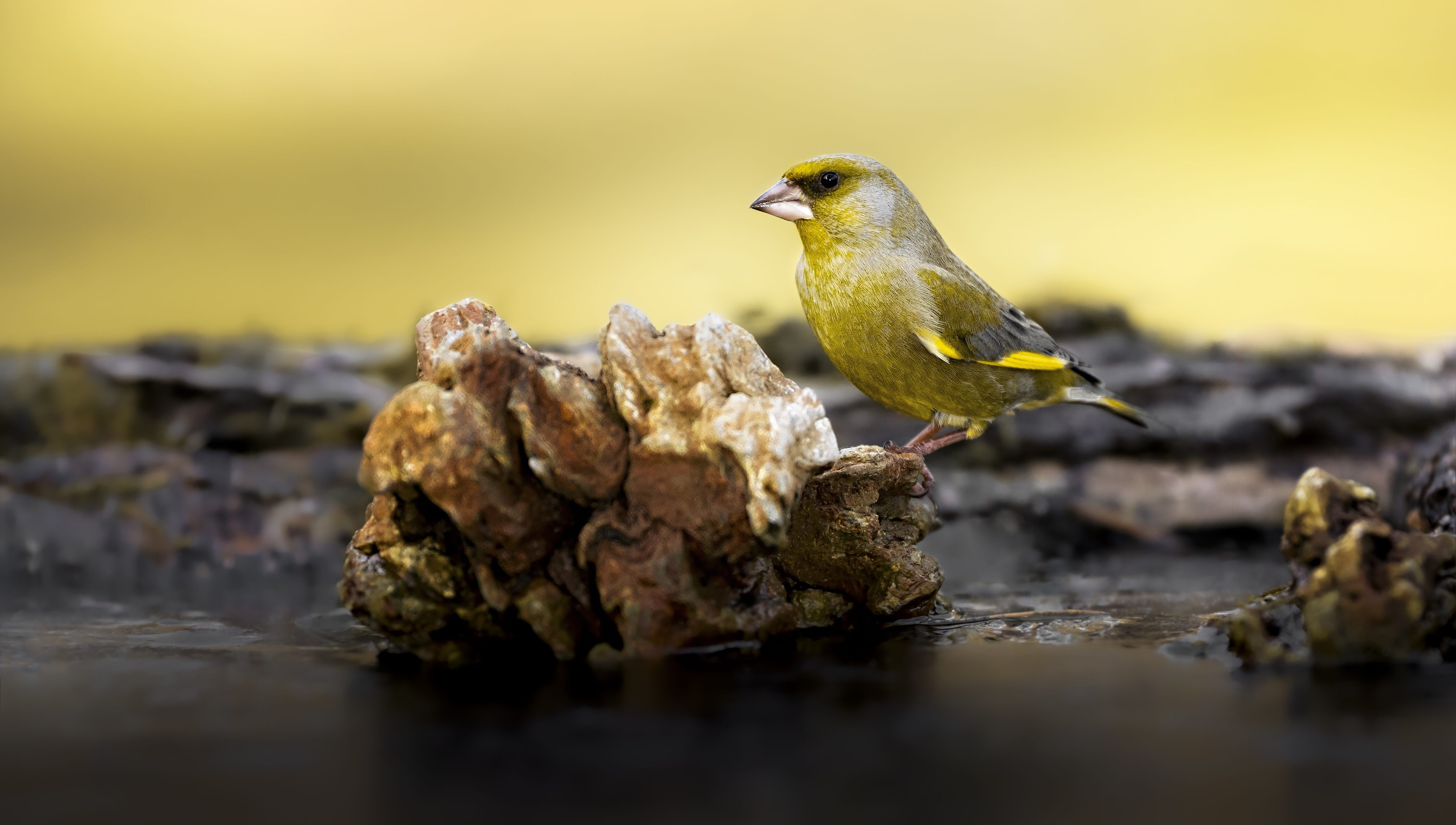 Greenfinch25