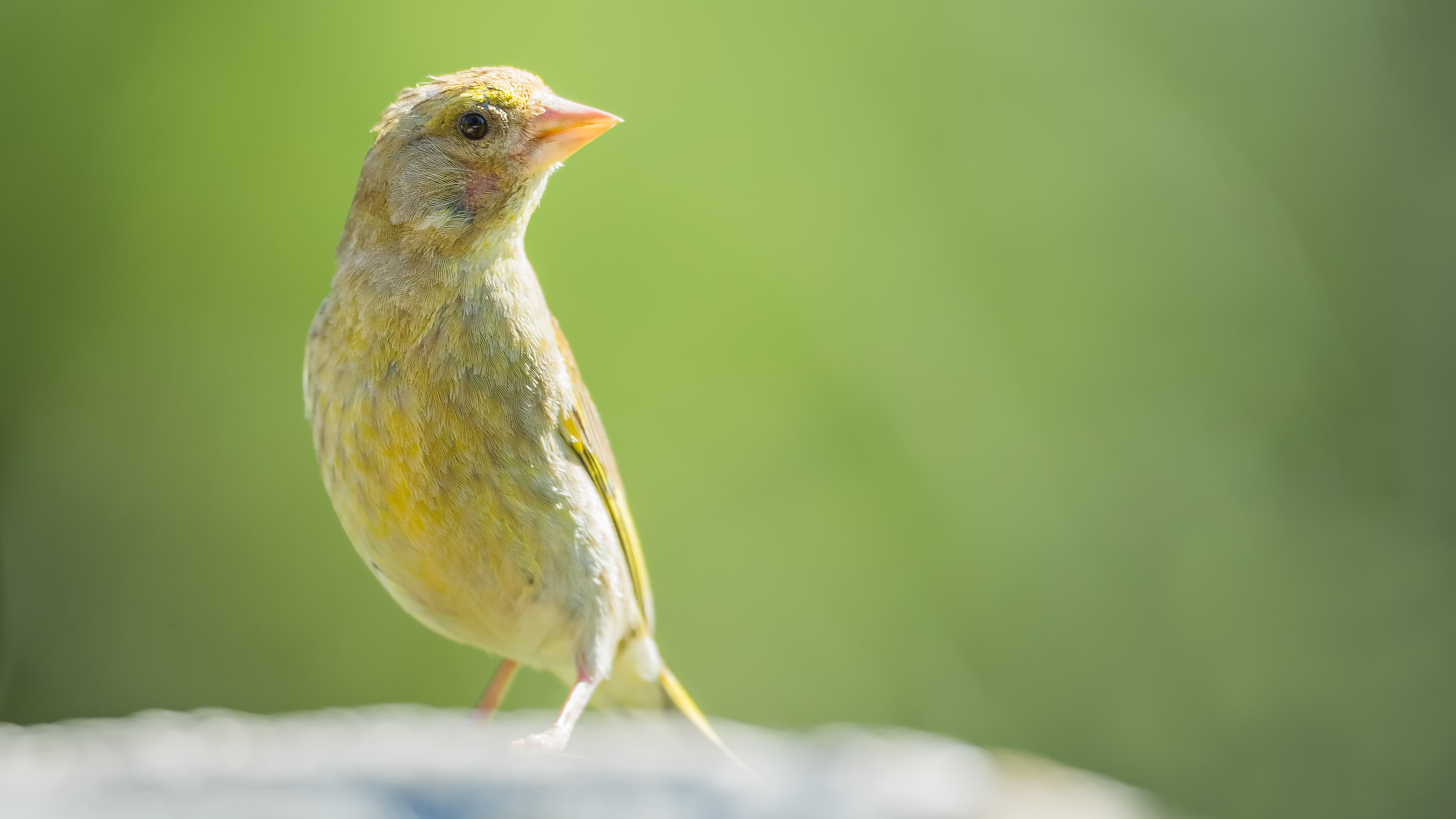 Greenfinch5