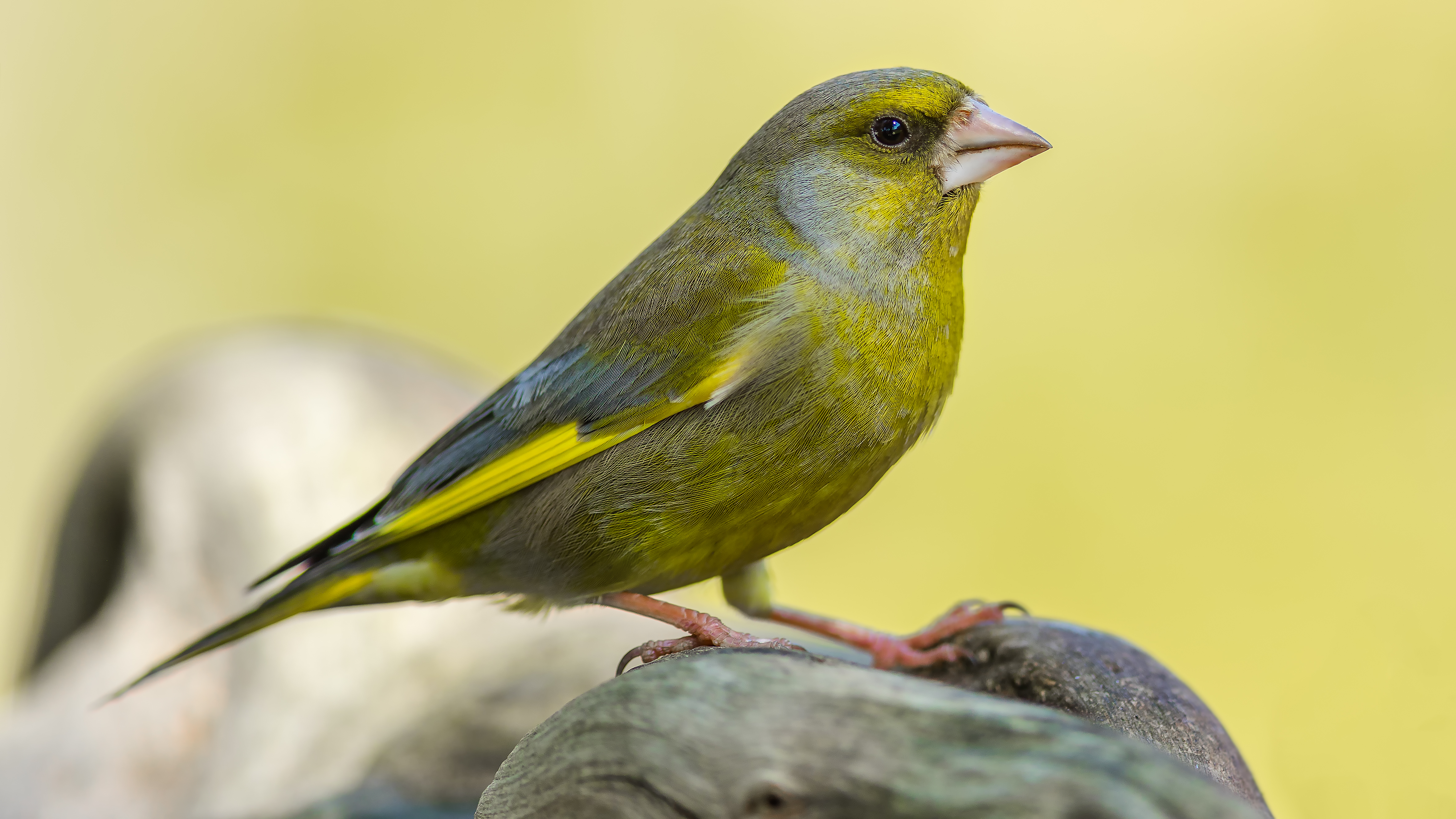 Greenfinch7