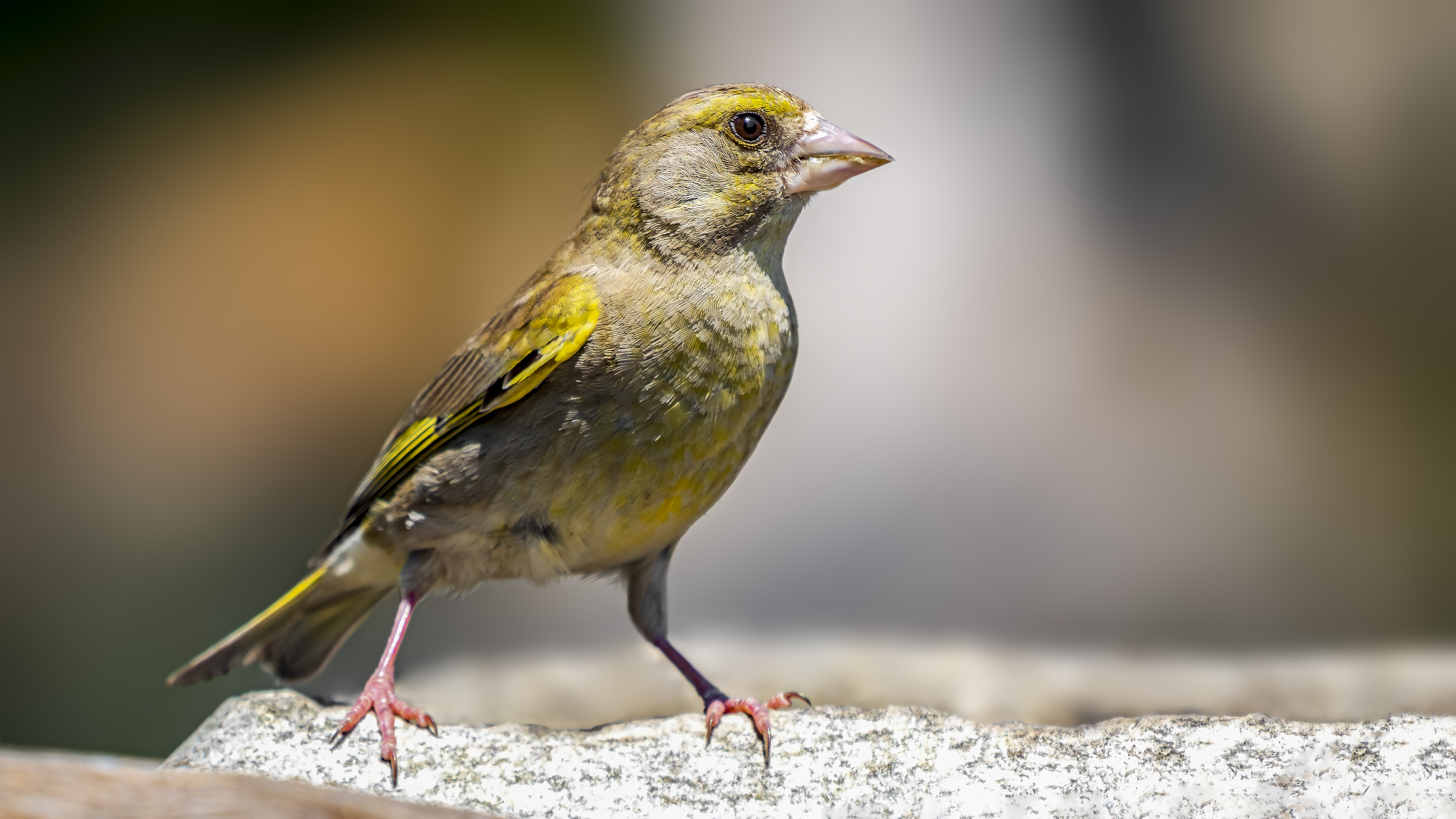 Greenfinch9