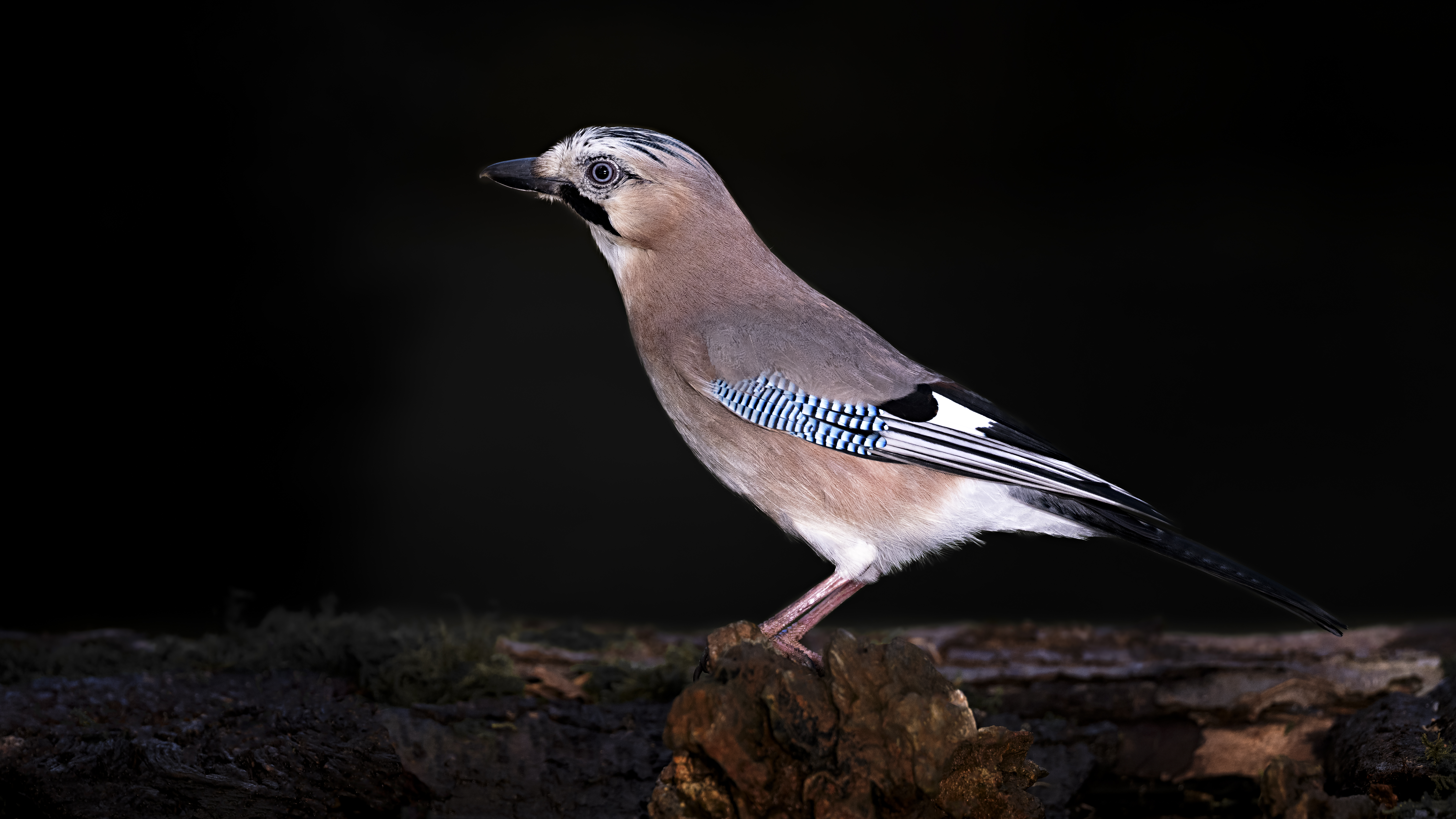 Eurasian Jay