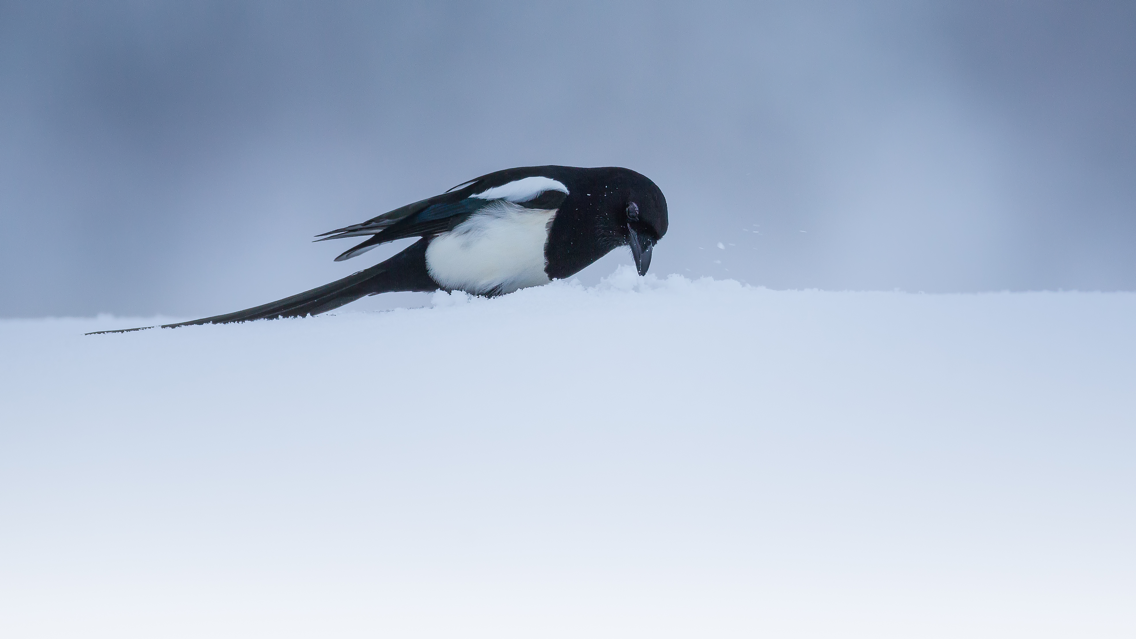 Magpie1