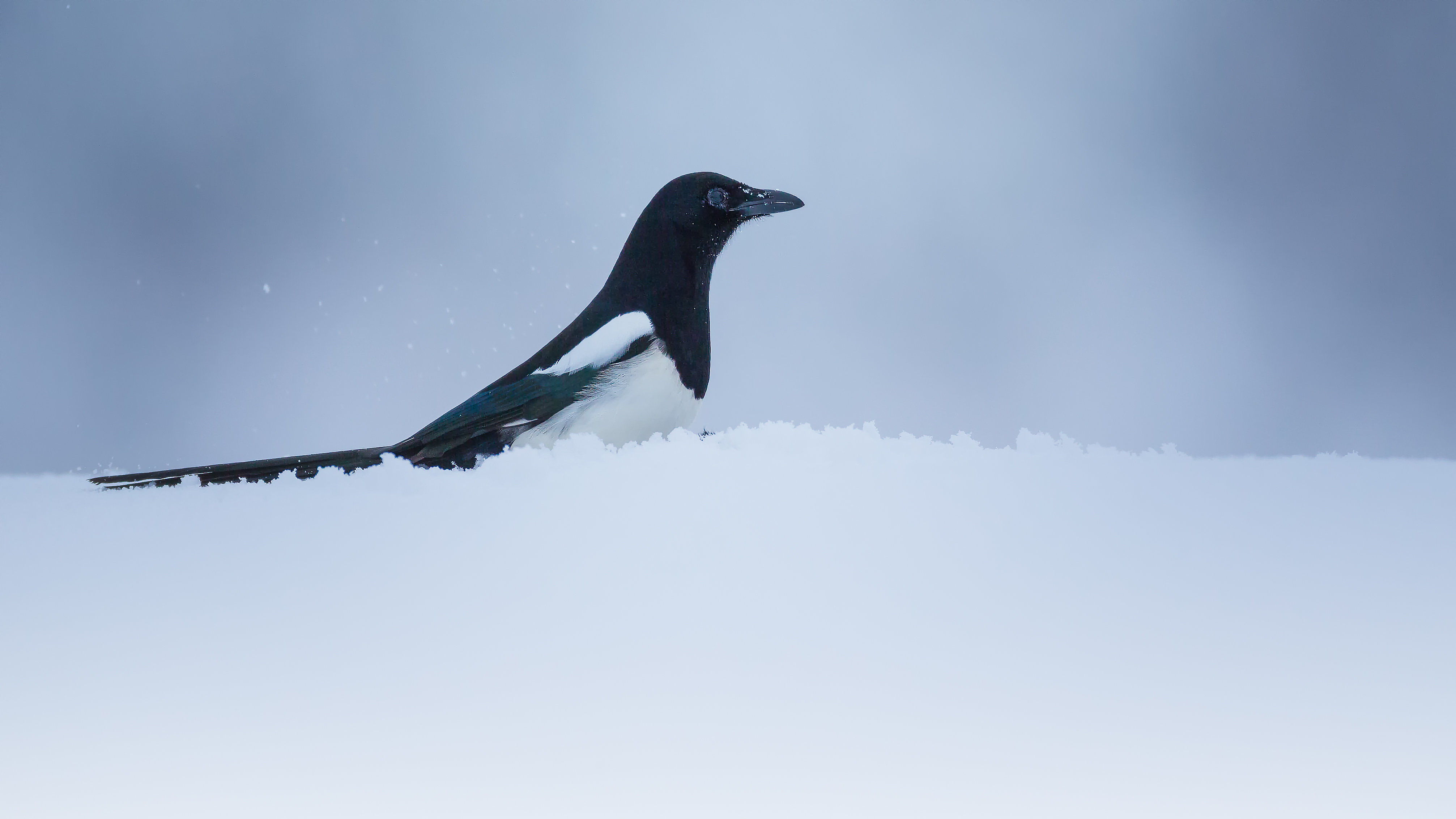 Magpie2