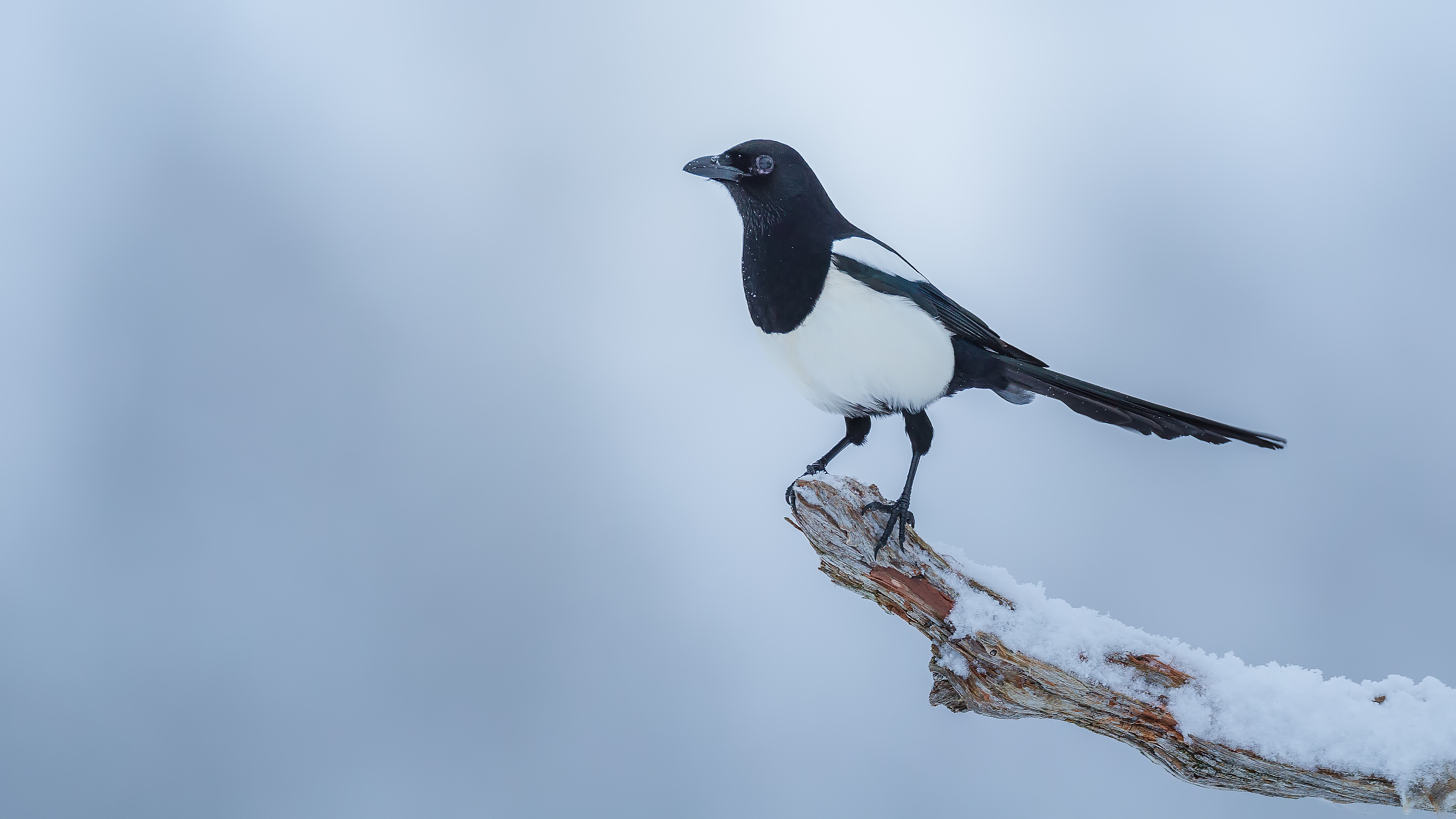 Magpie3