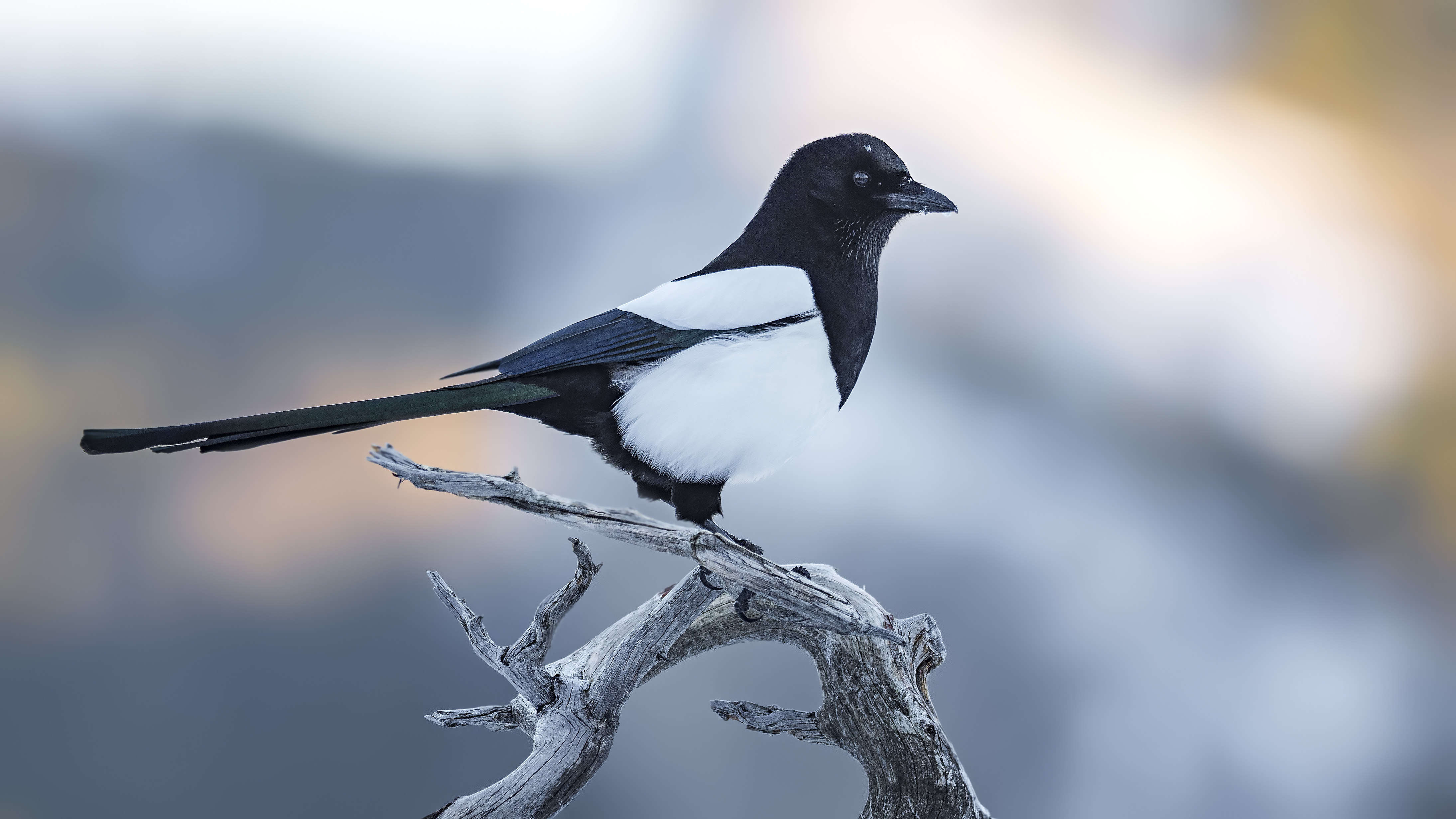 Magpie4