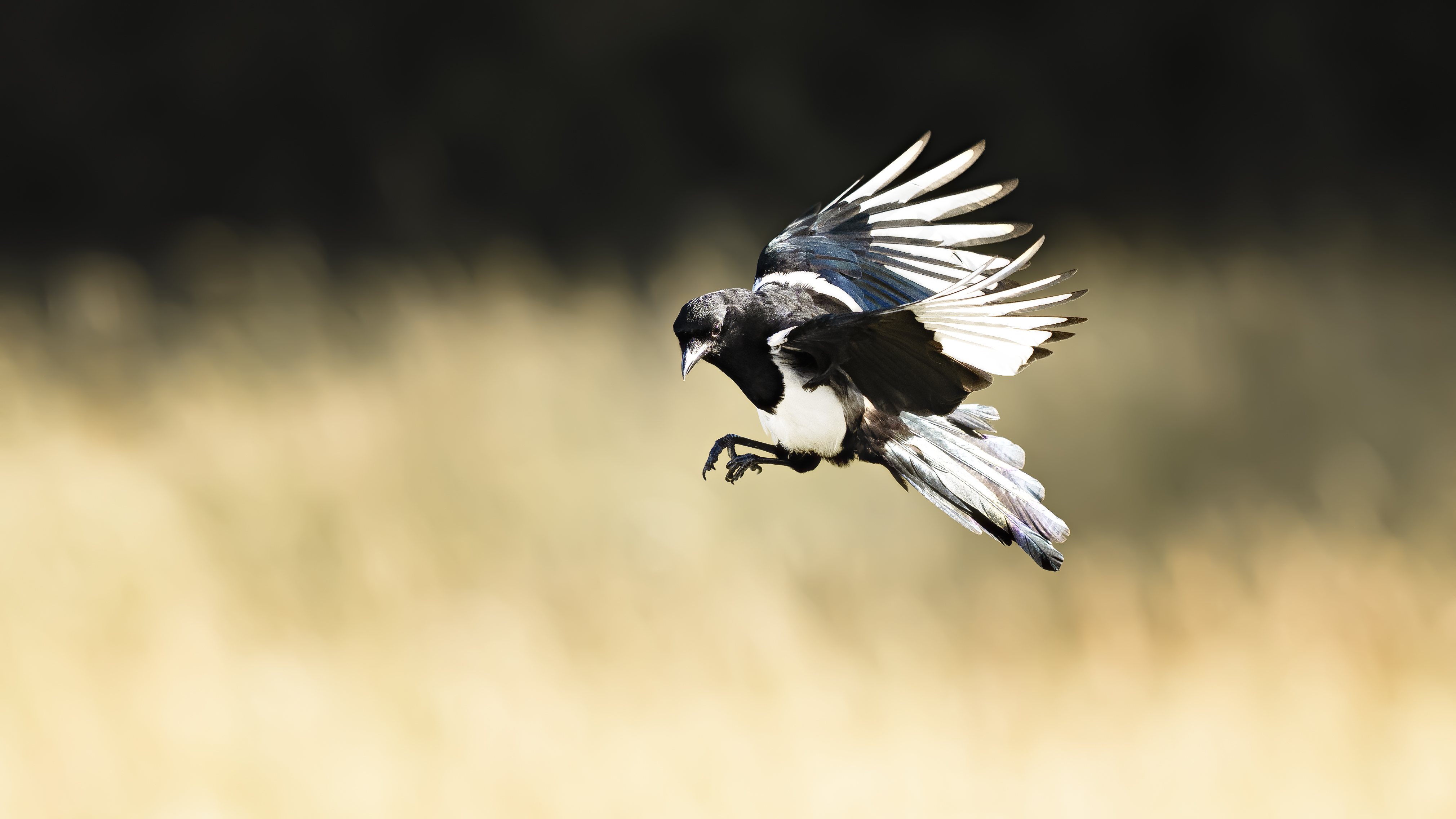 Eurasian Magpie