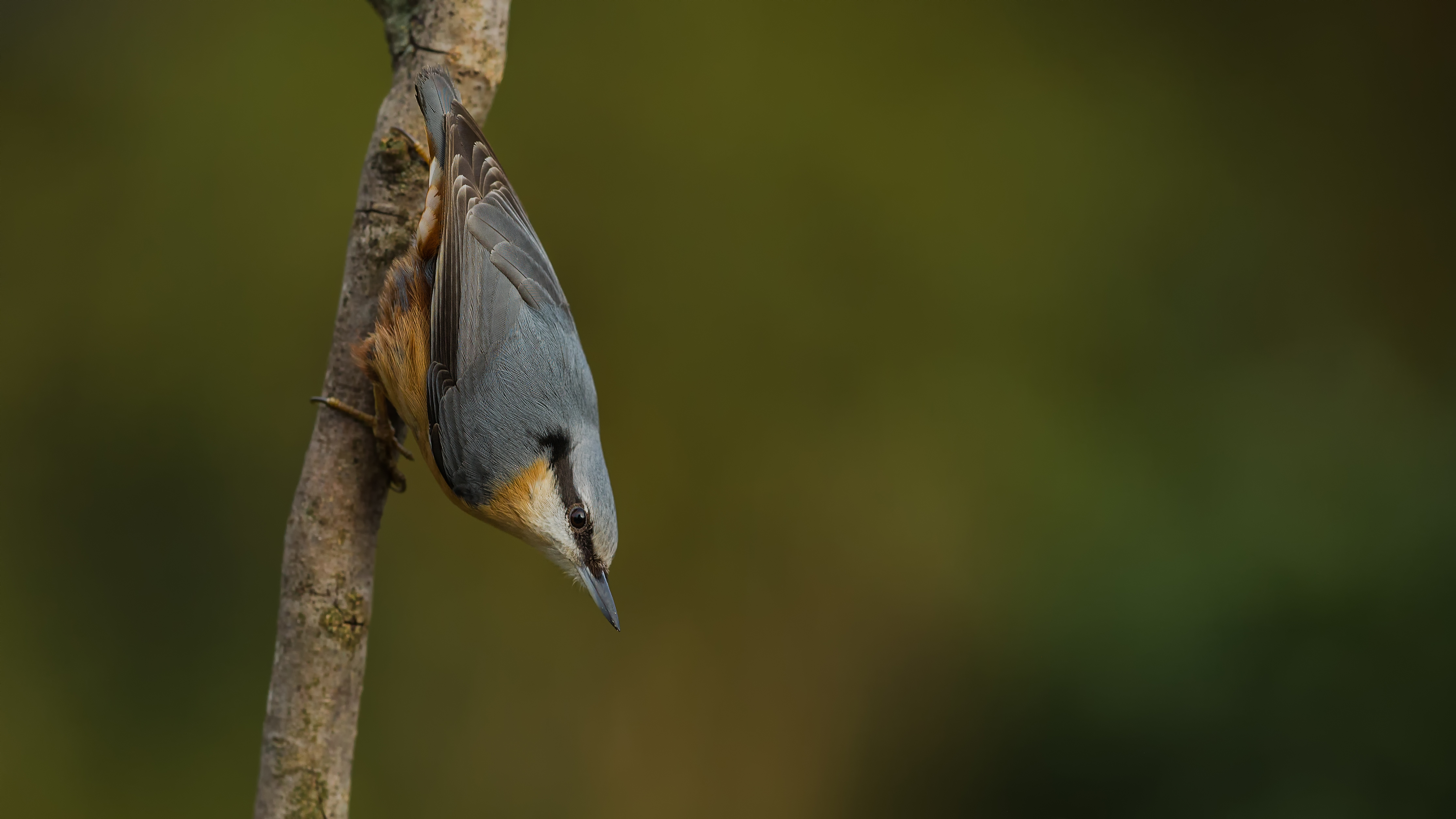 Nuthatch11