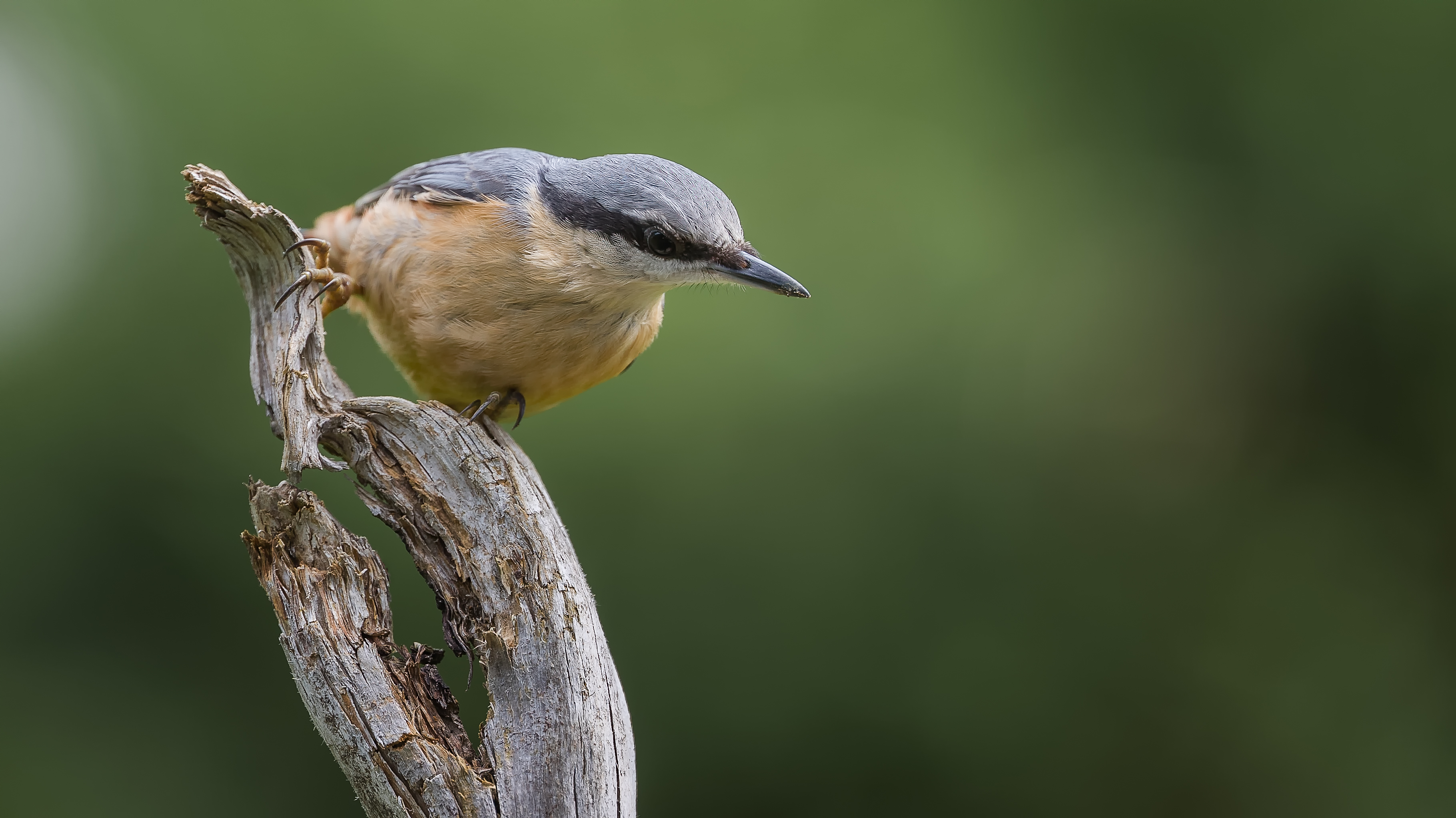Nuthatch14