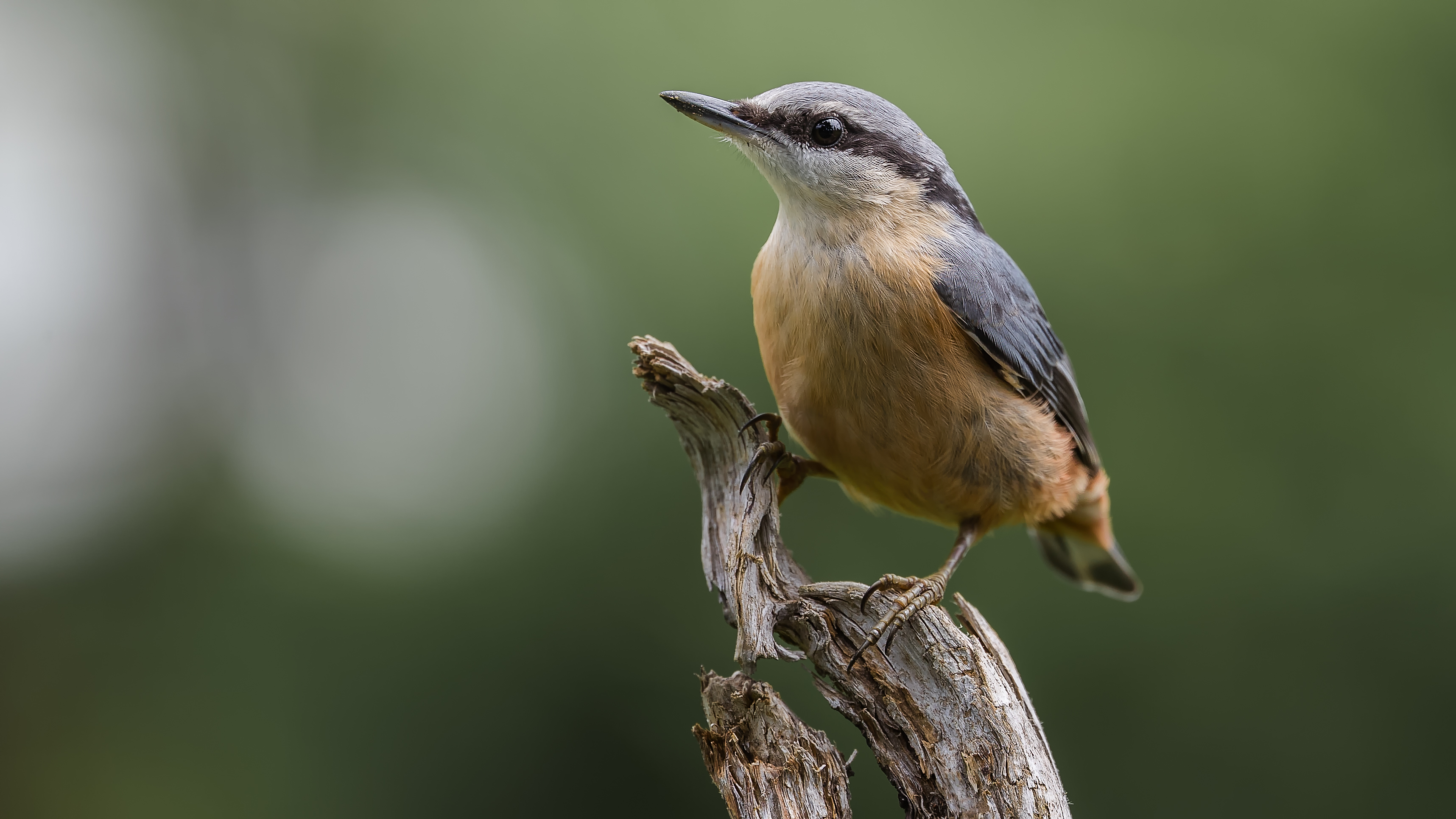 Nuthatch15