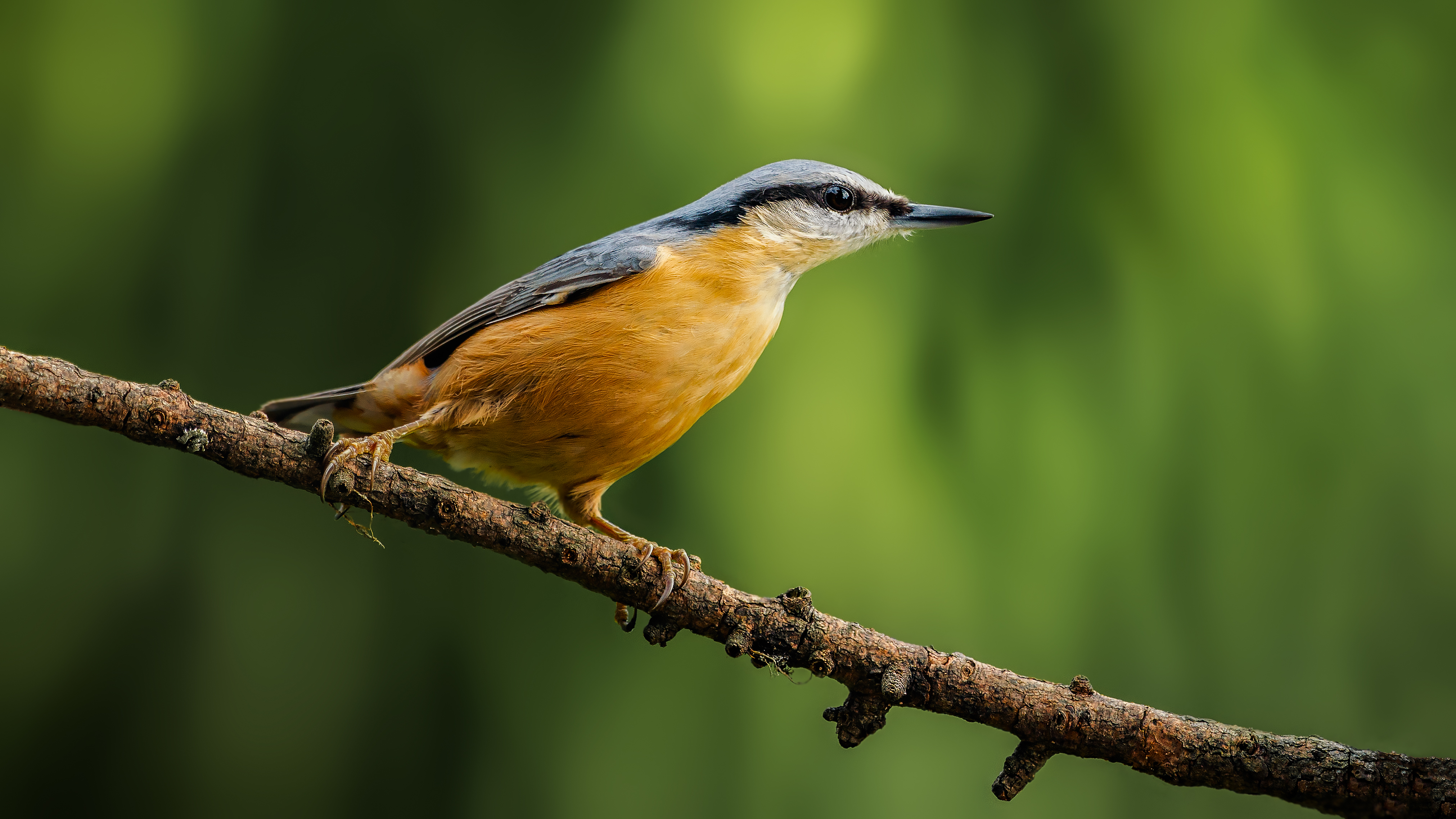 Nuthatch17
