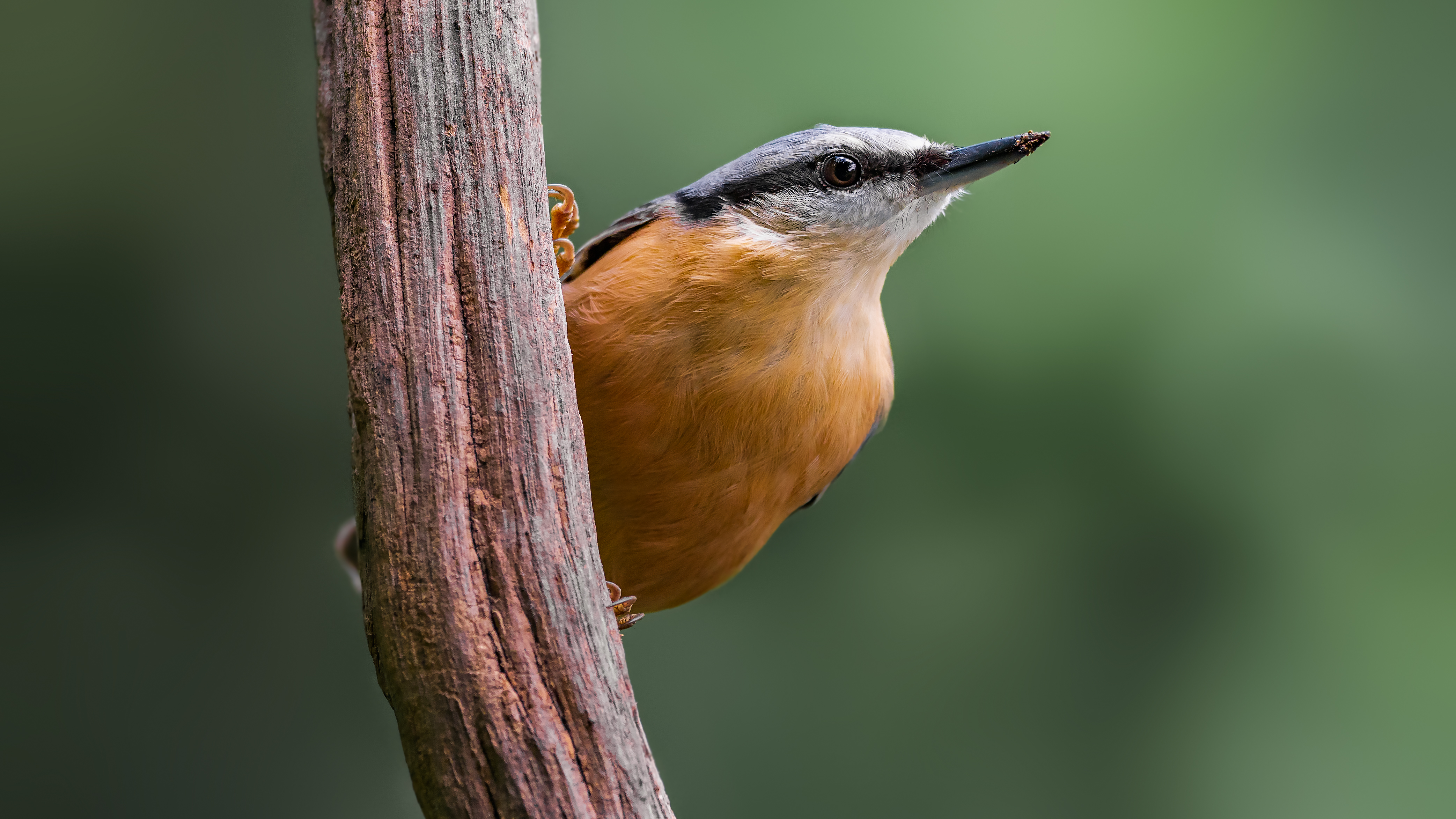 Nuthatch22