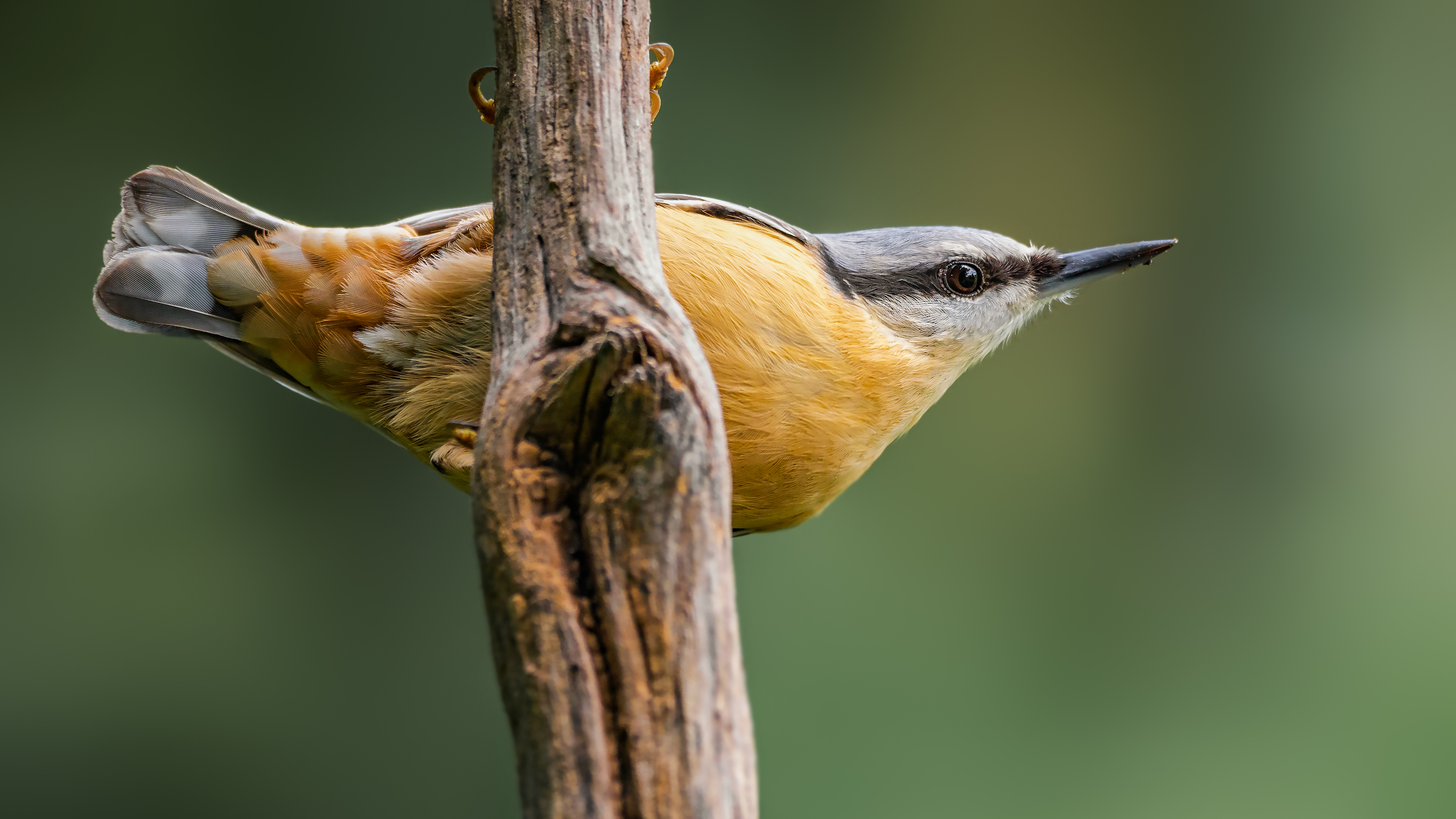 Nuthatch23