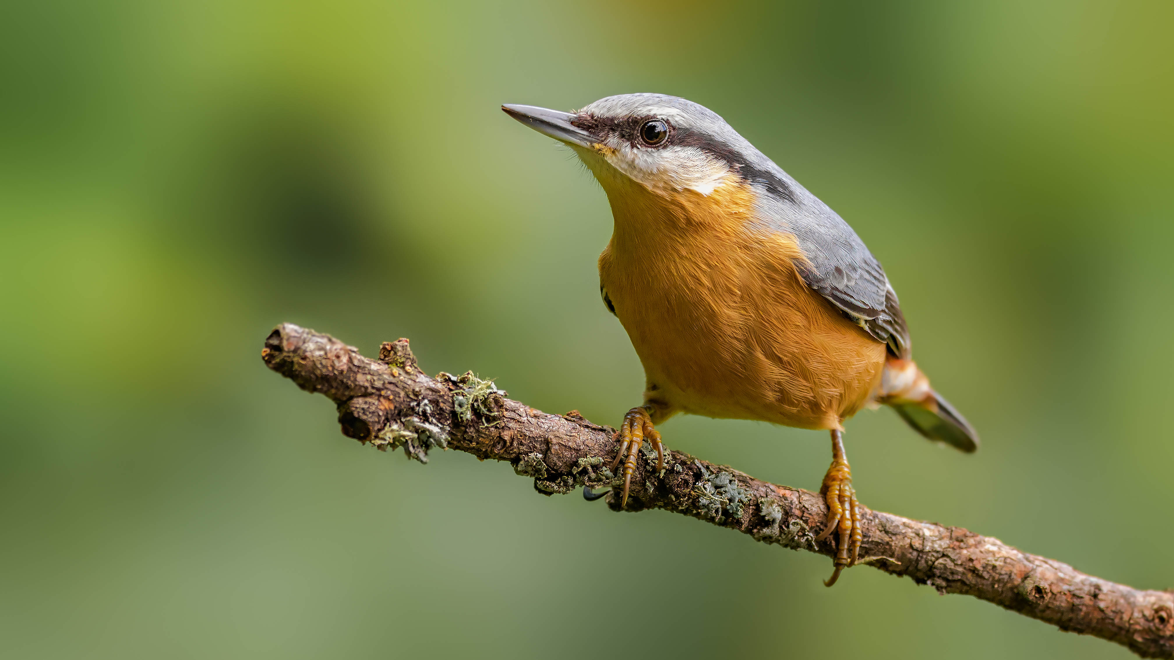 Nuthatch24