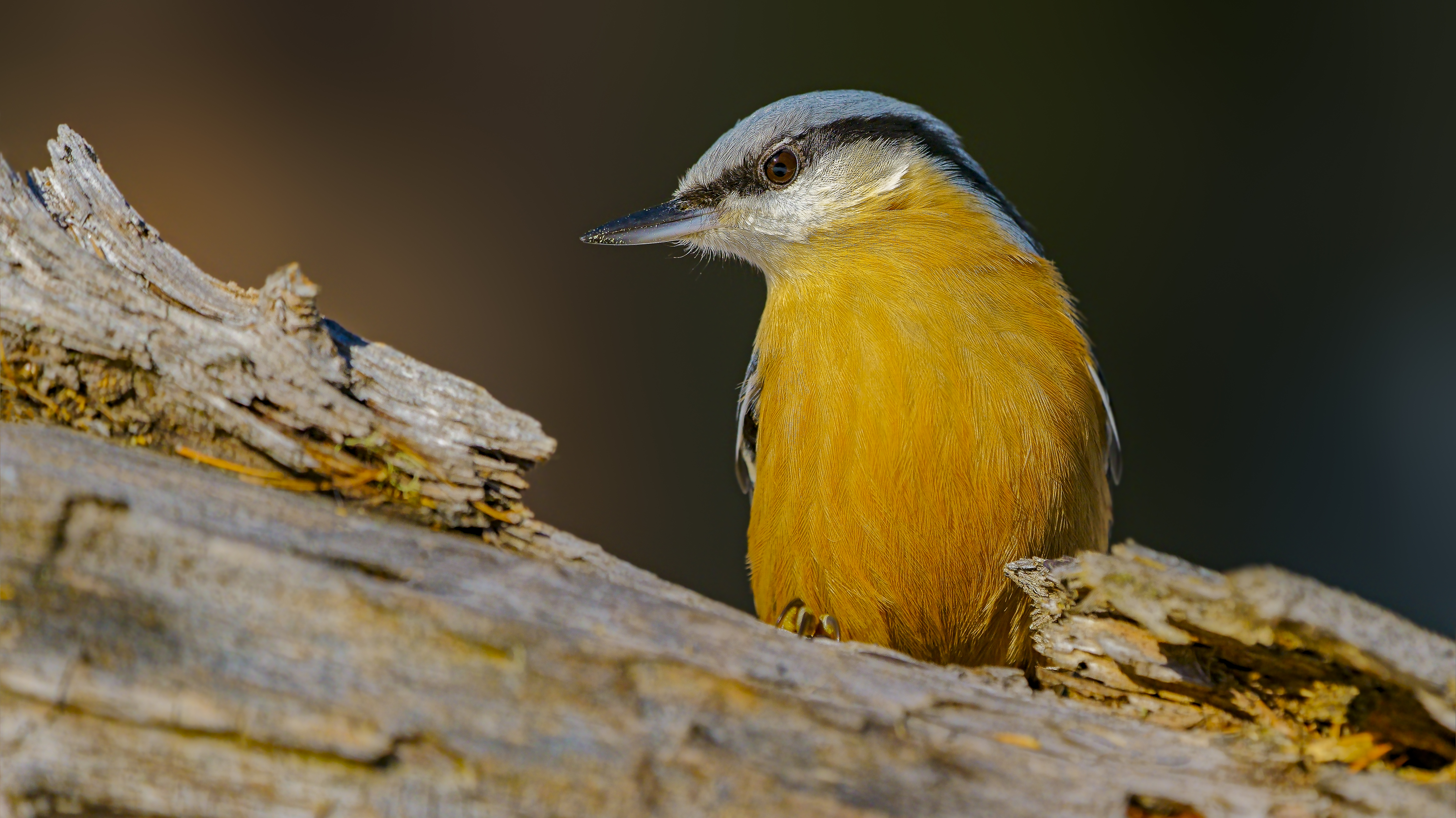 Nuthatch28