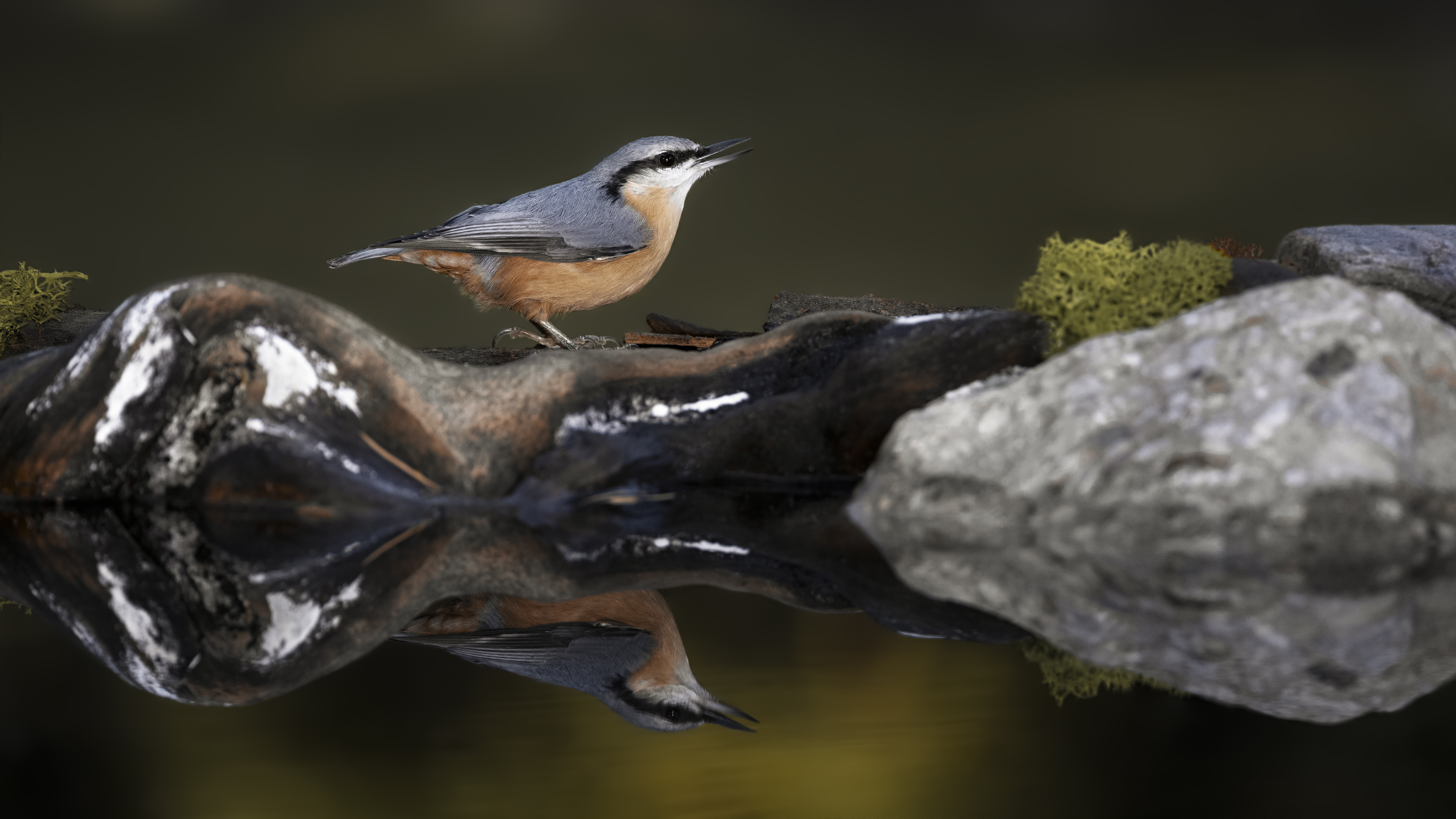 Nuthatch29