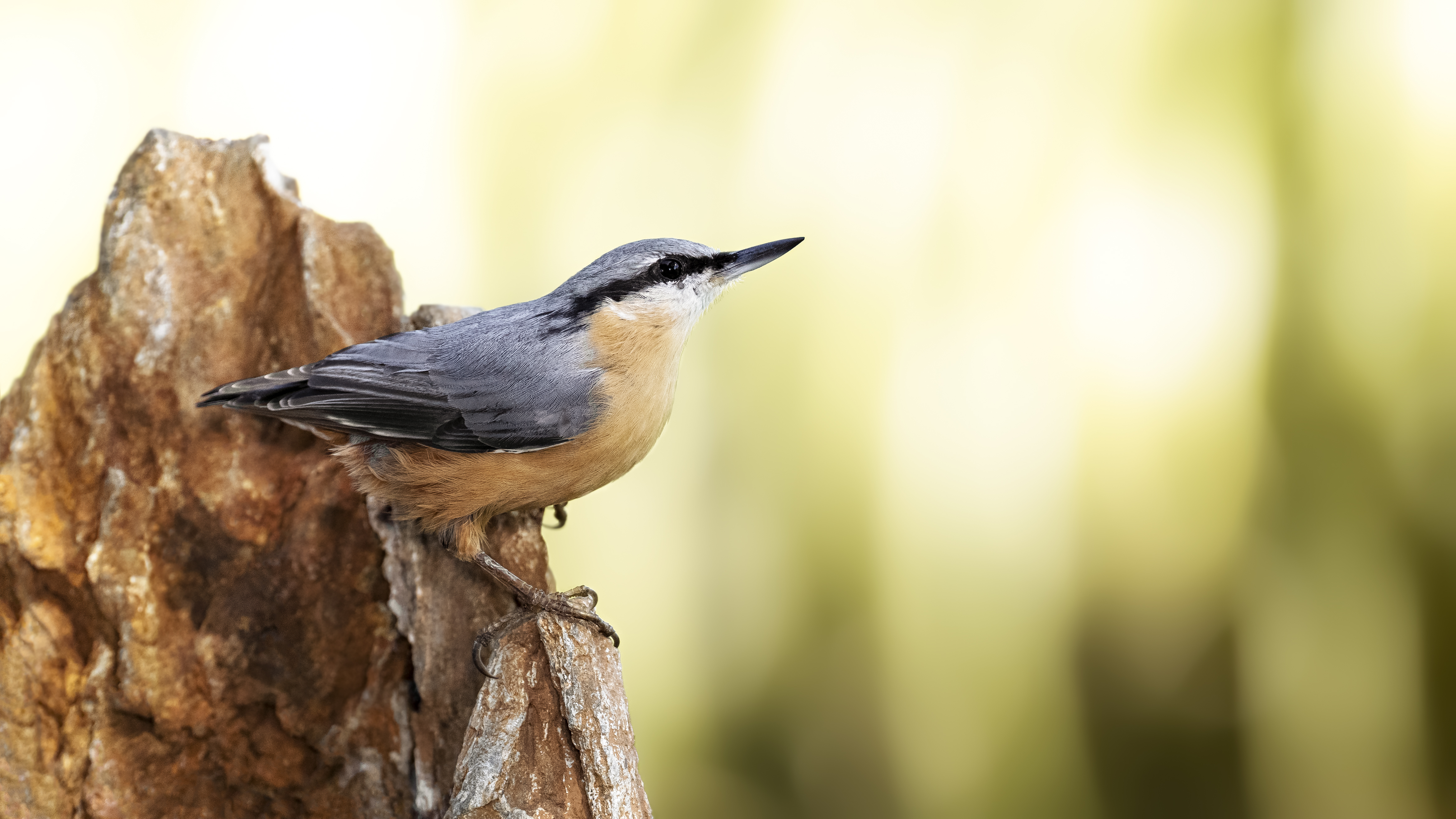 Nuthatch35