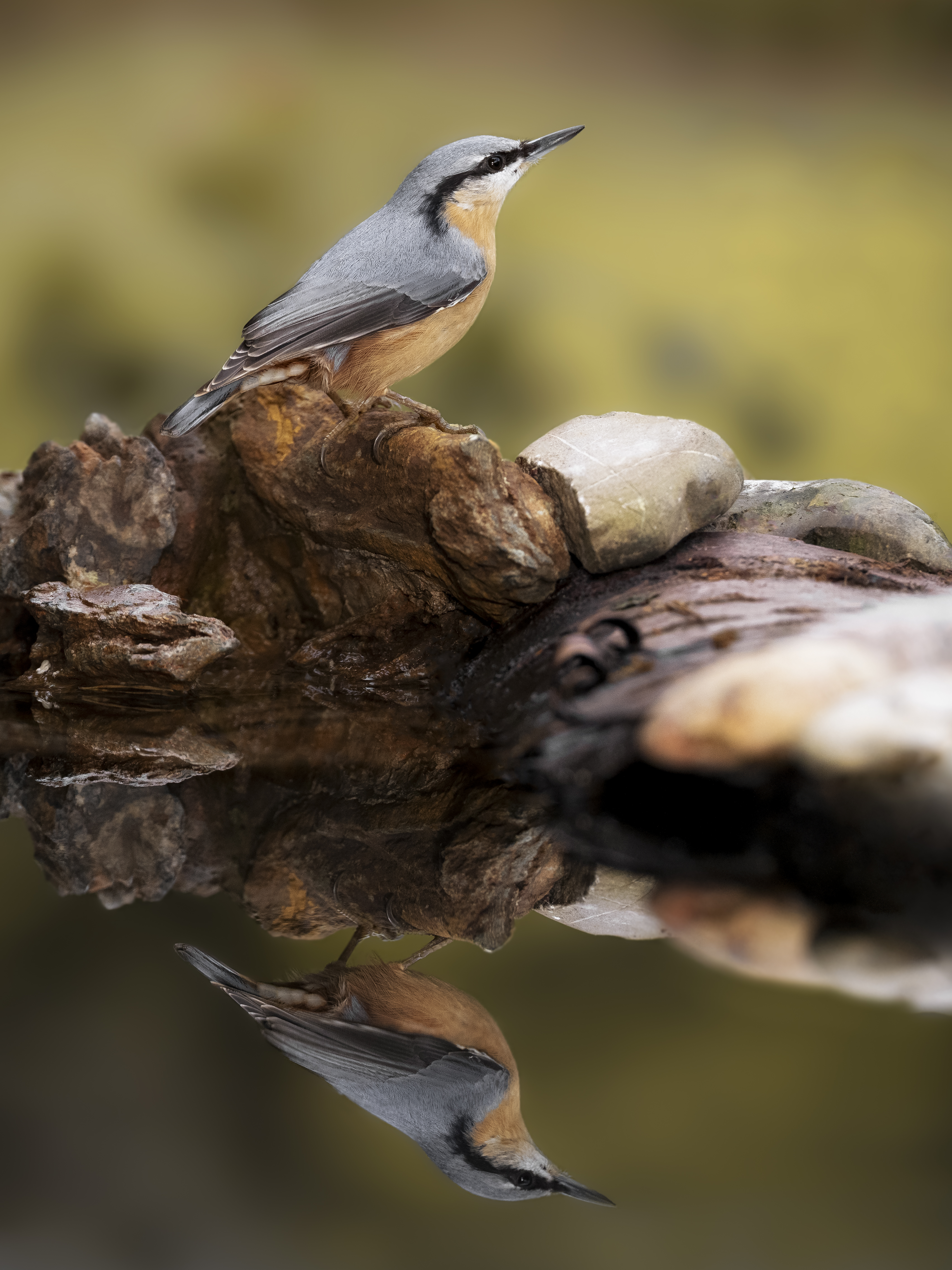 Nuthatch36