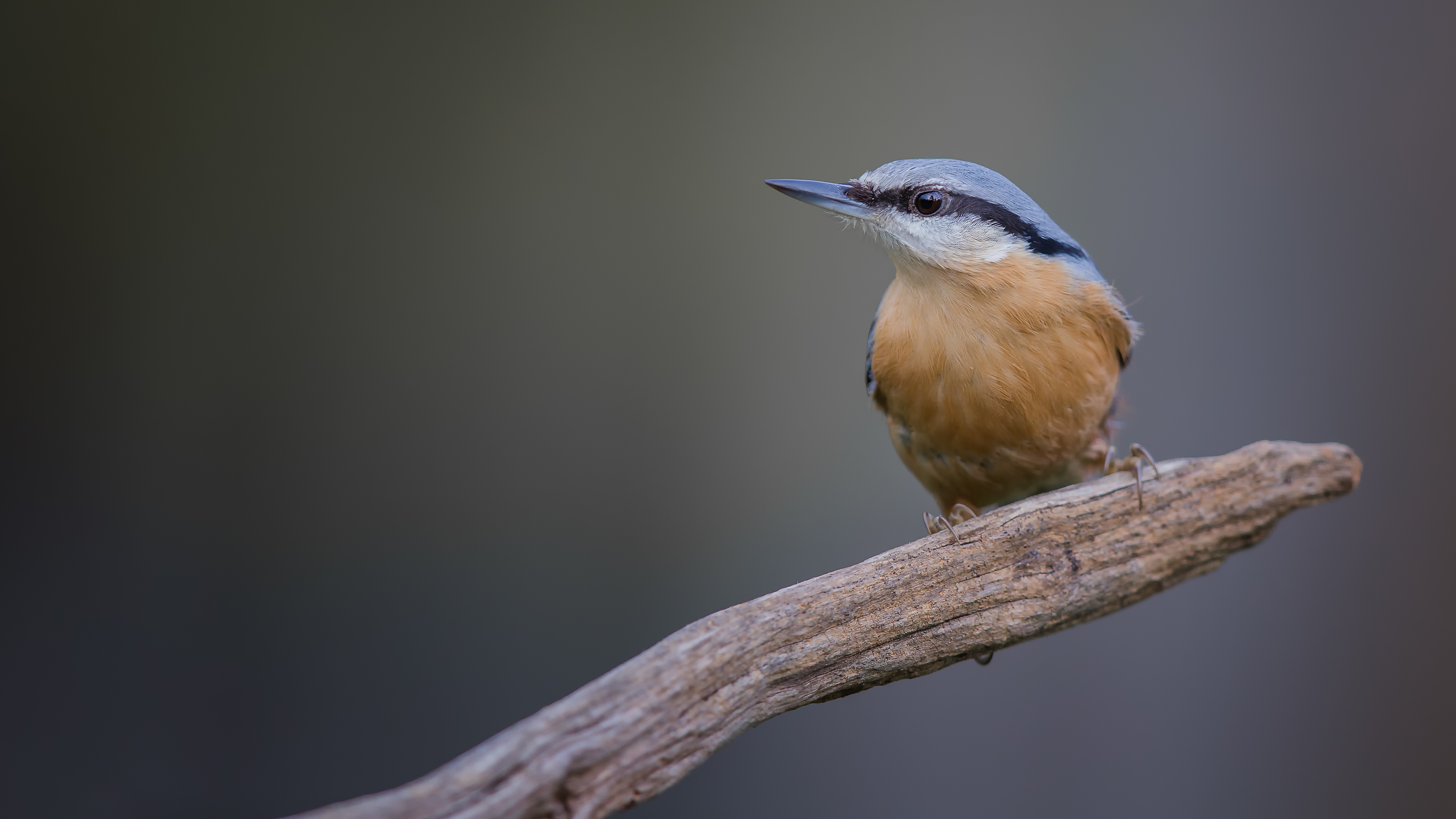 Nuthatch4