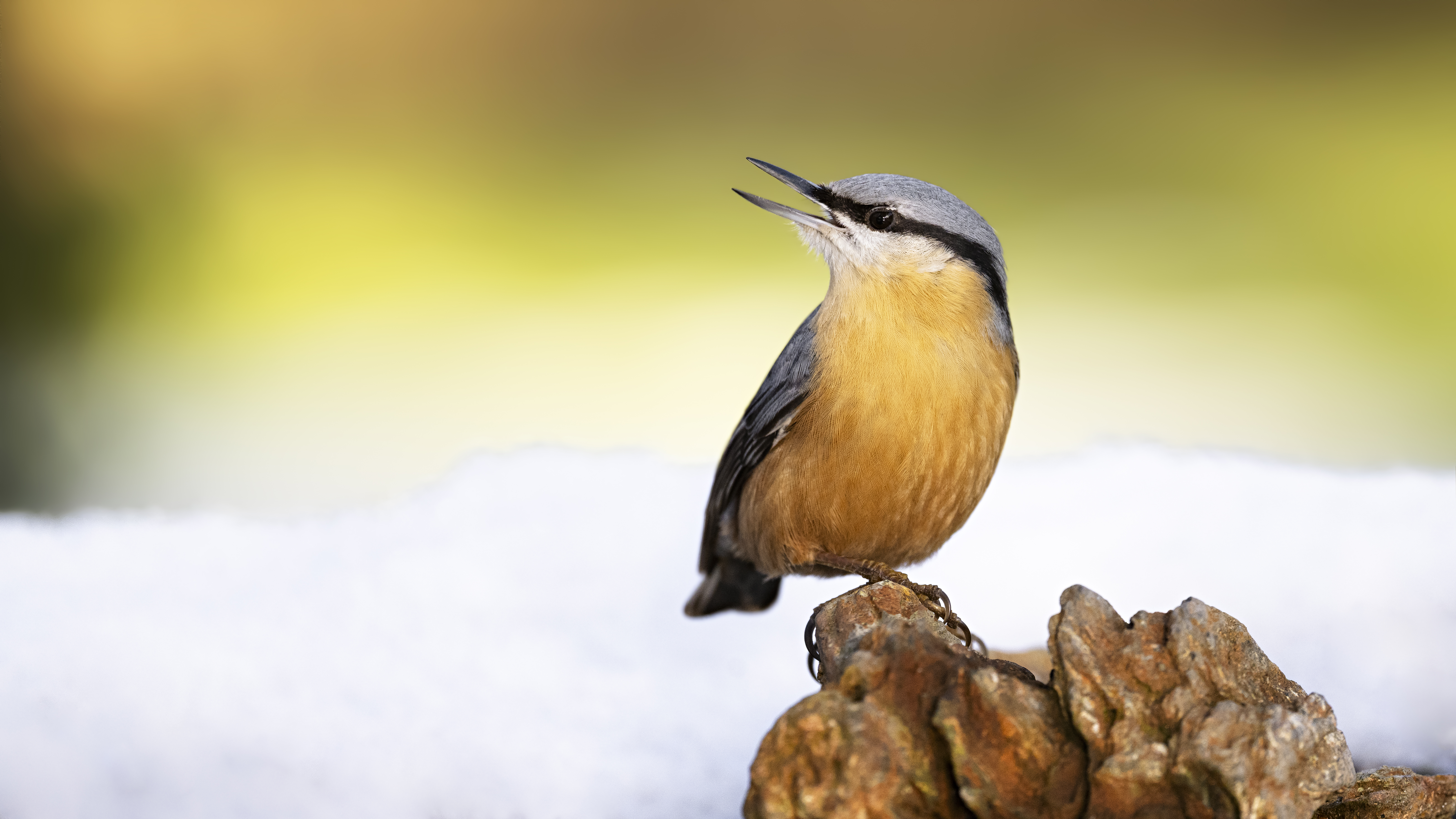Nuthatch41