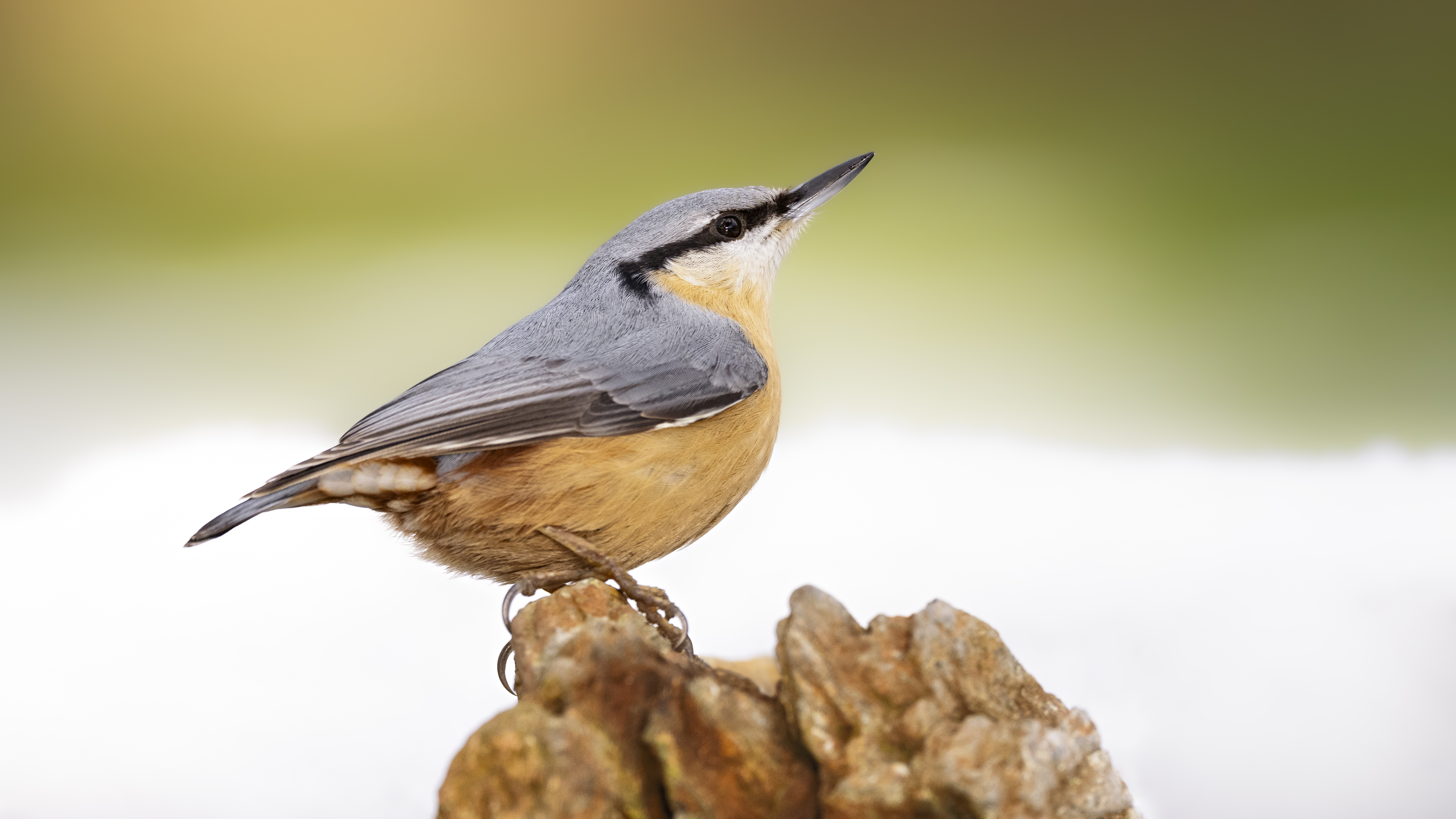 Eurasian Nuthatch