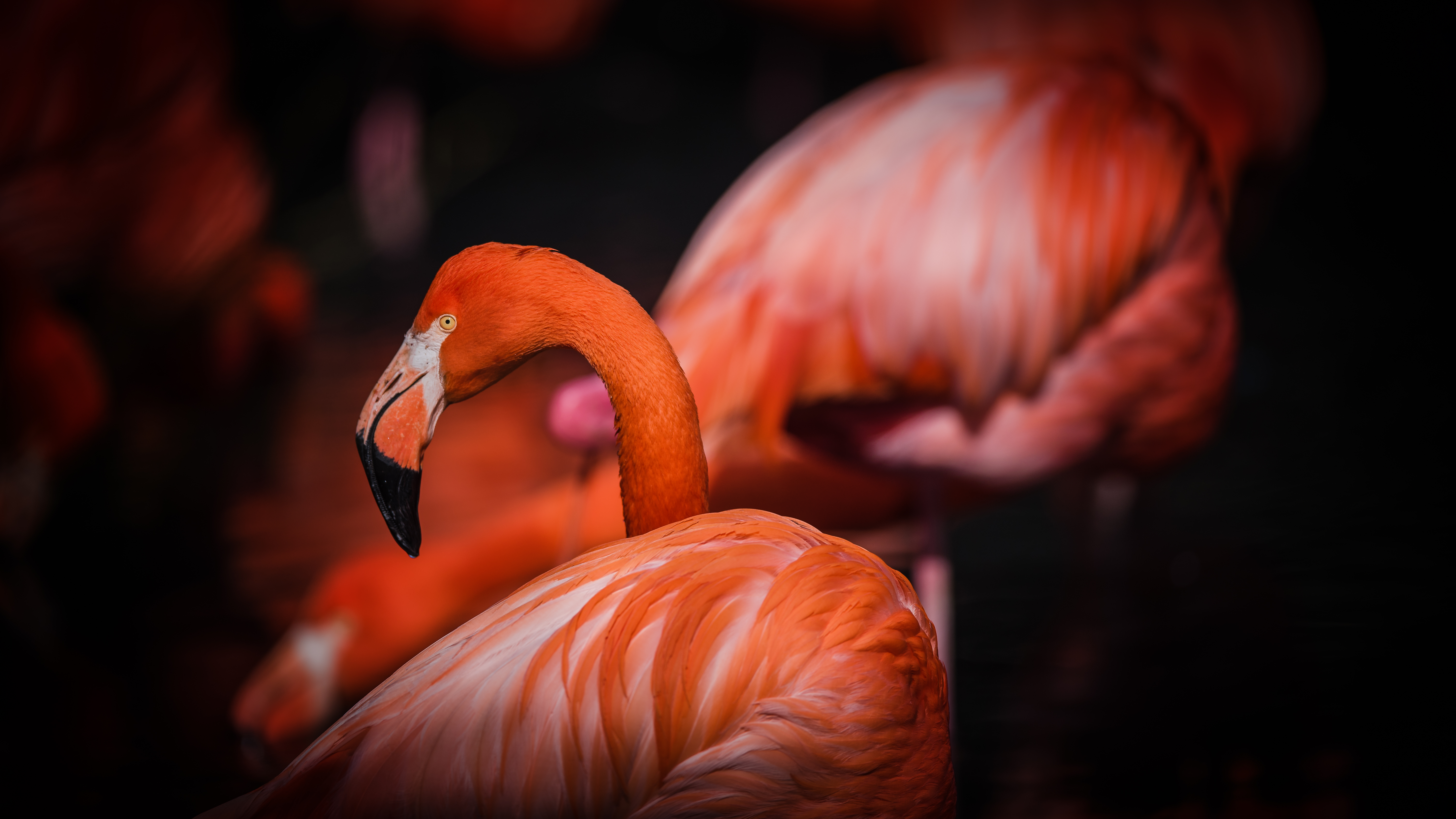 Flamingio1