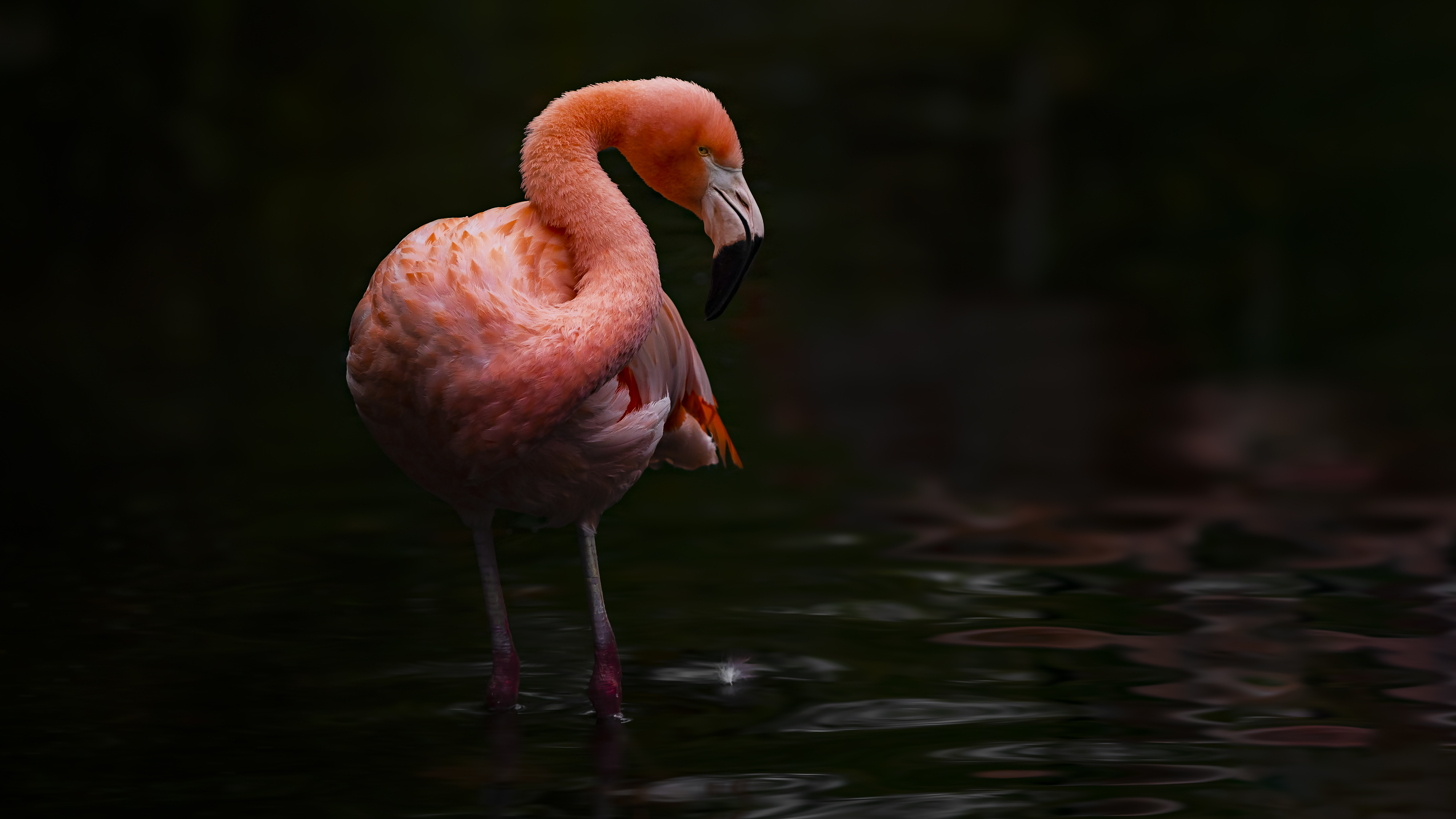 Flamingo33