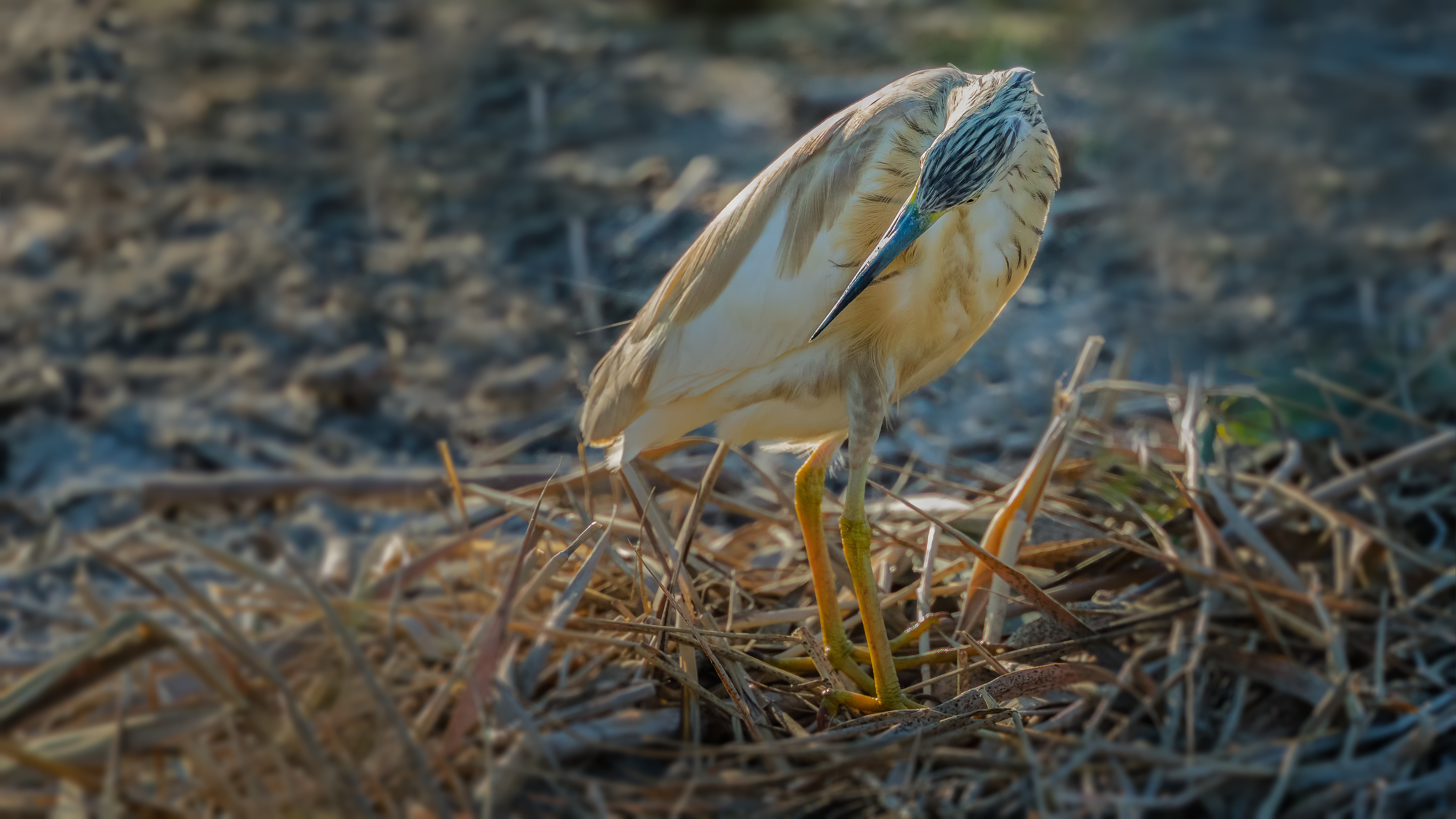 Goldenheron3