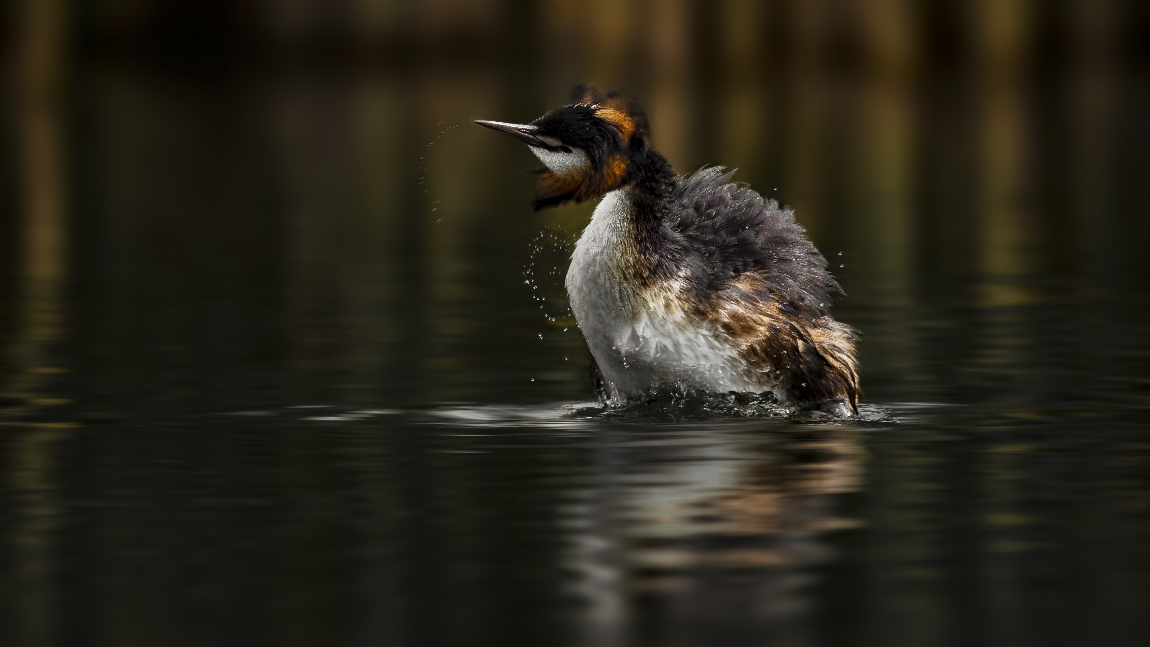 Grebe63