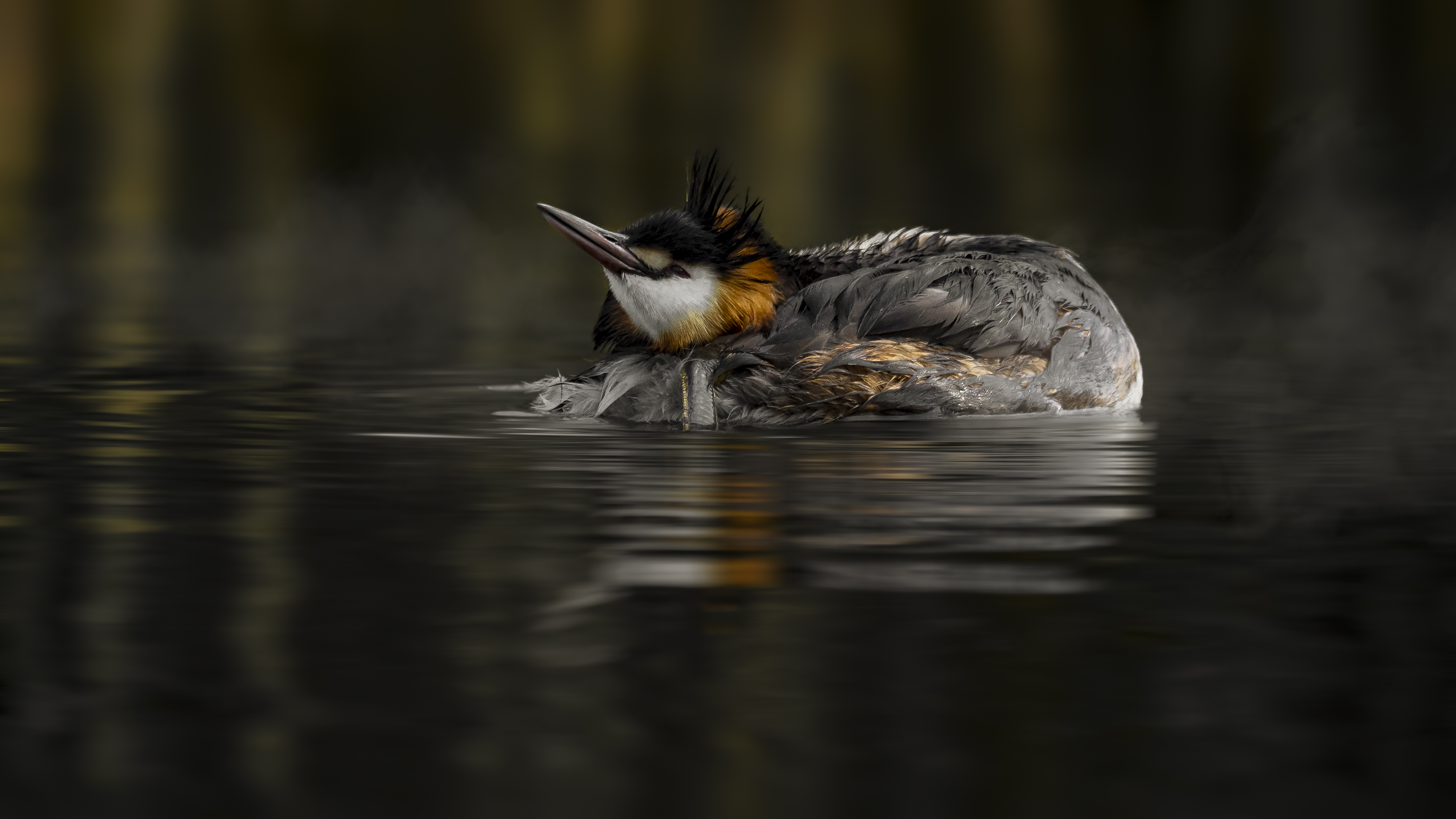 Grebe64