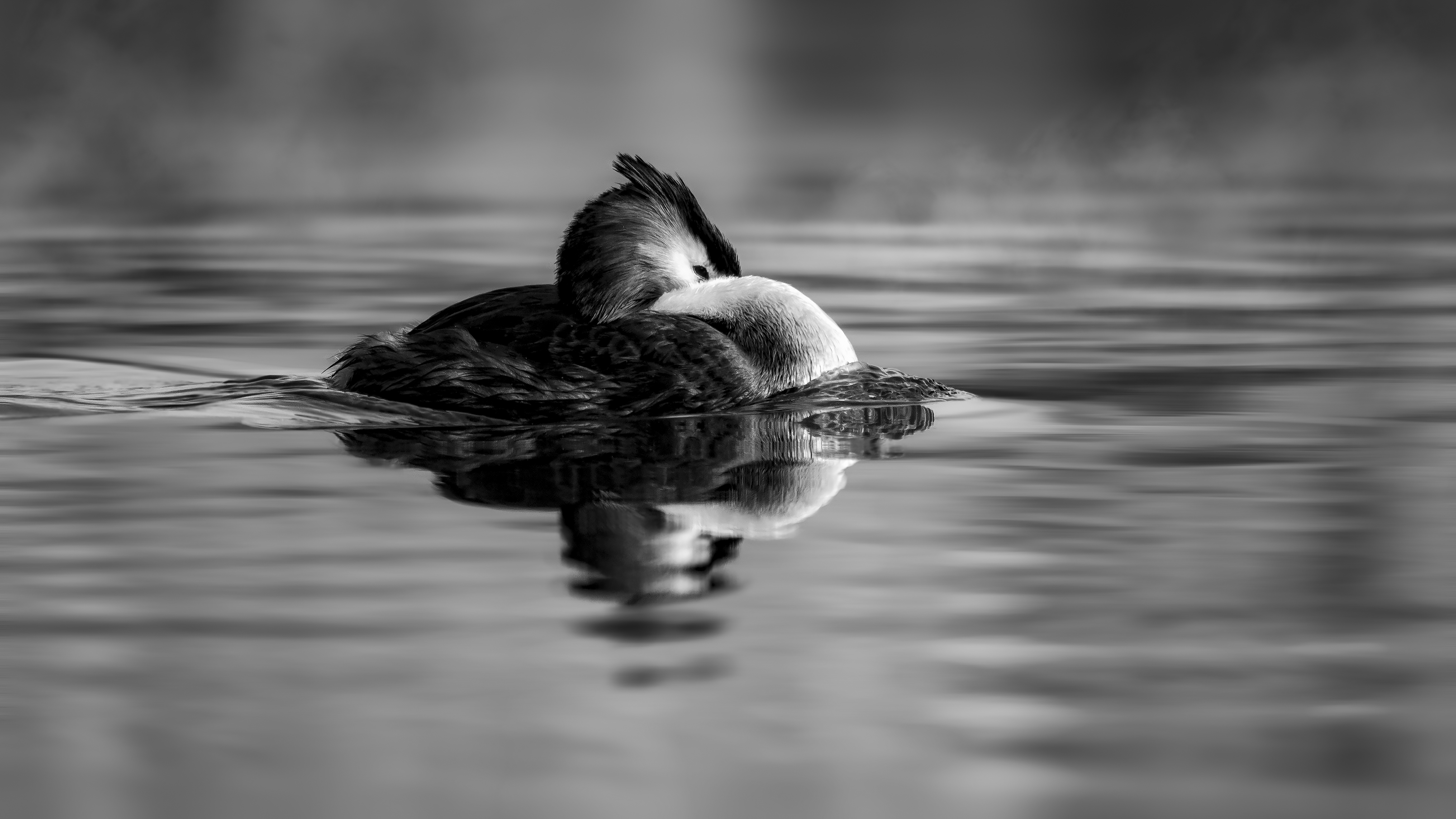 Grebe66