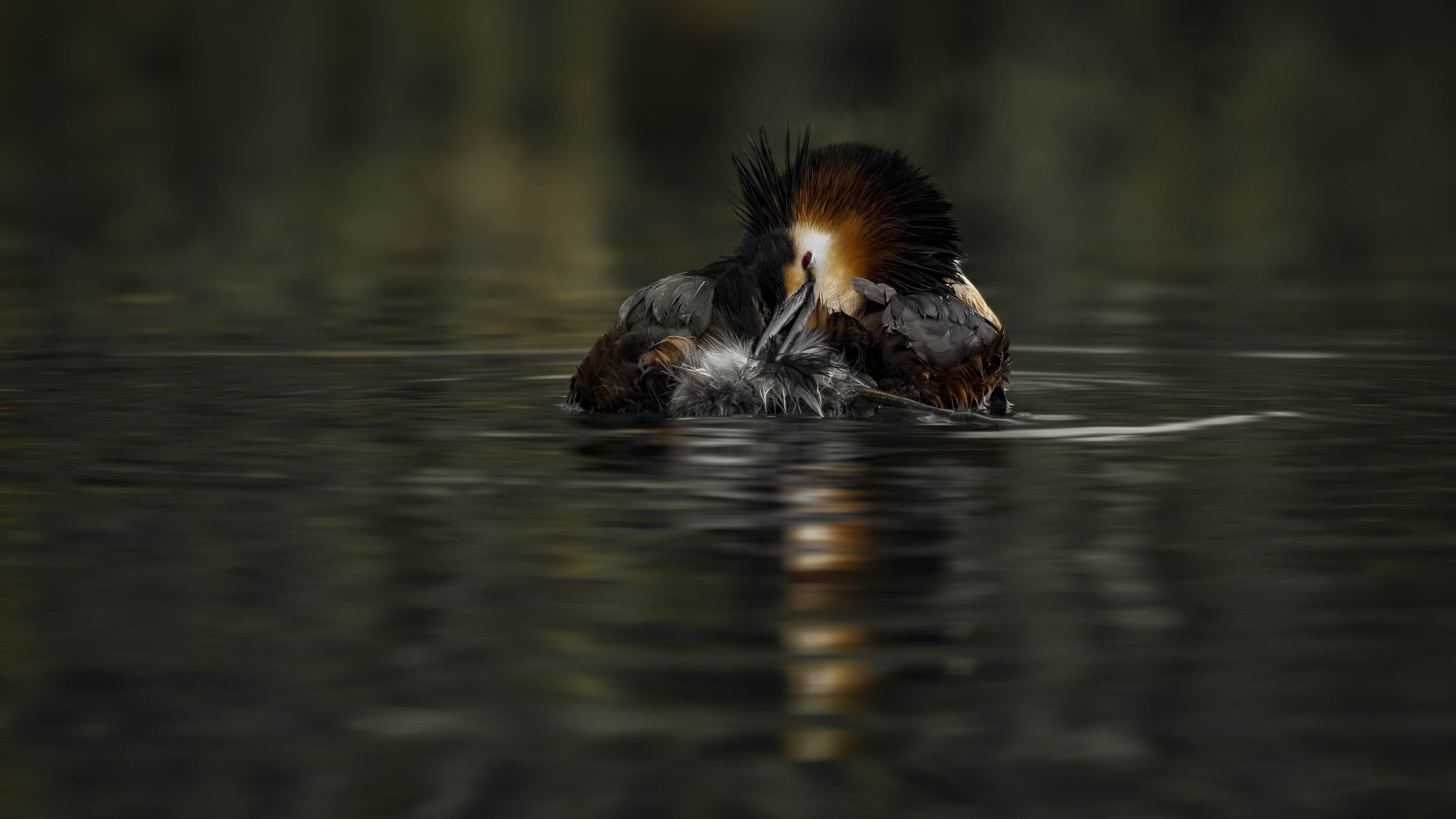 Grebe67