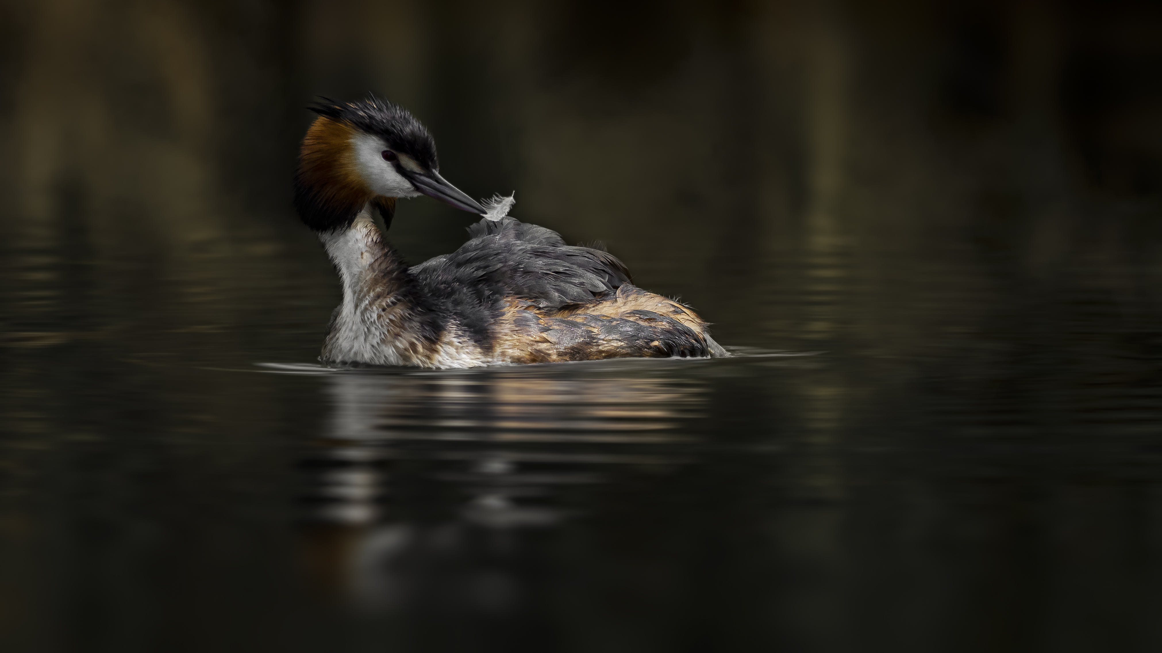 Grebe68