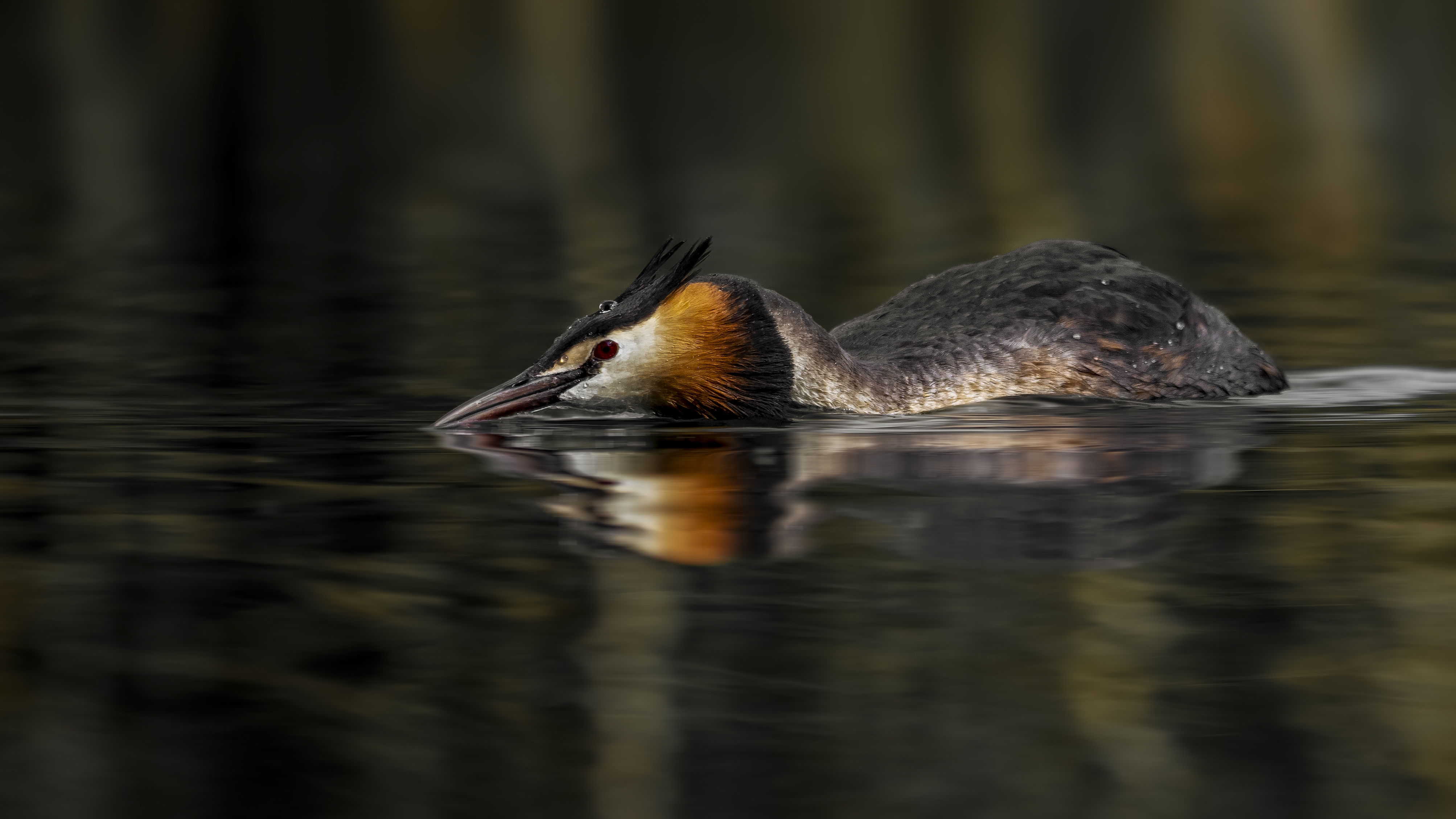 Grebe69