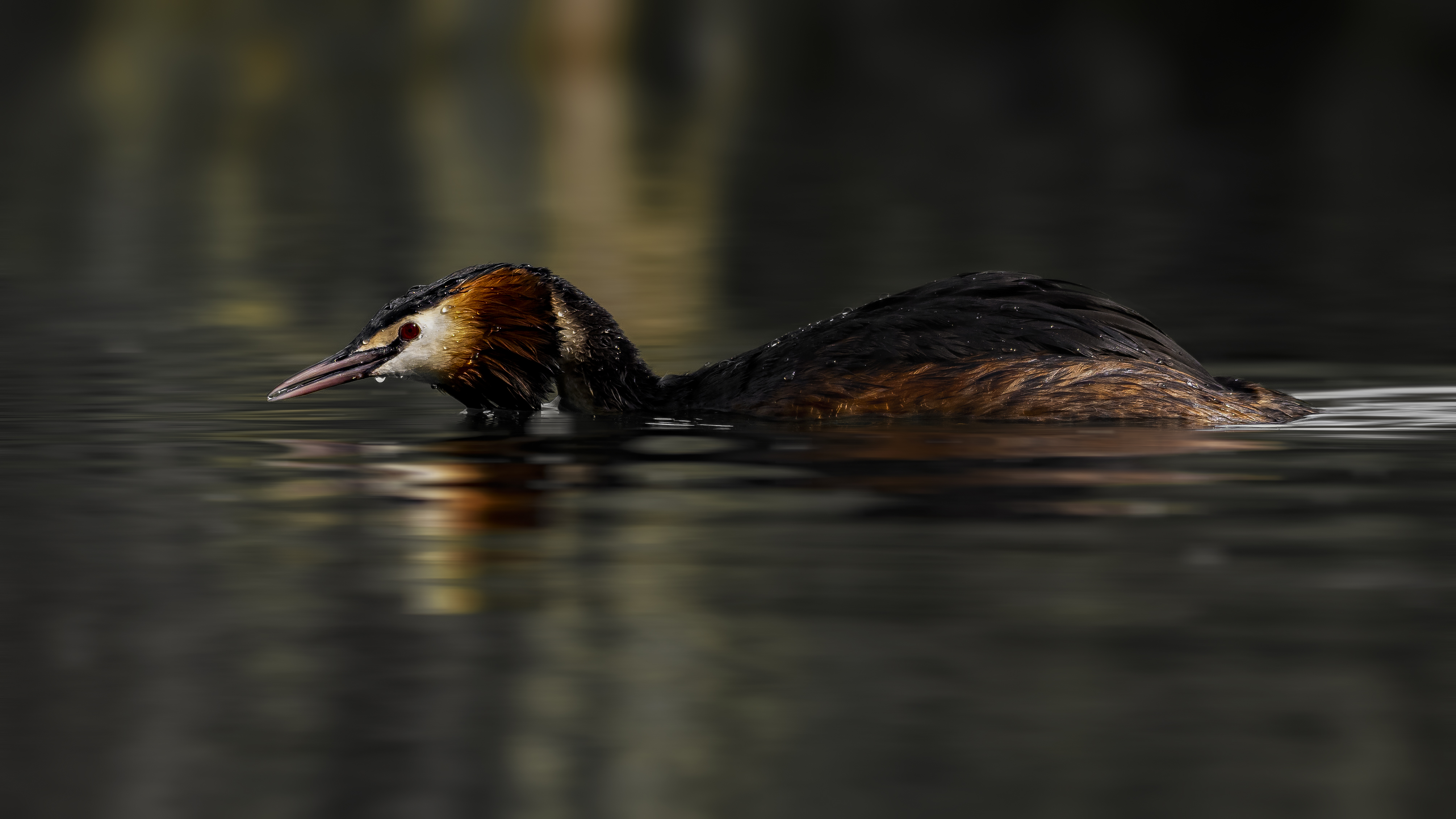 Grebe76