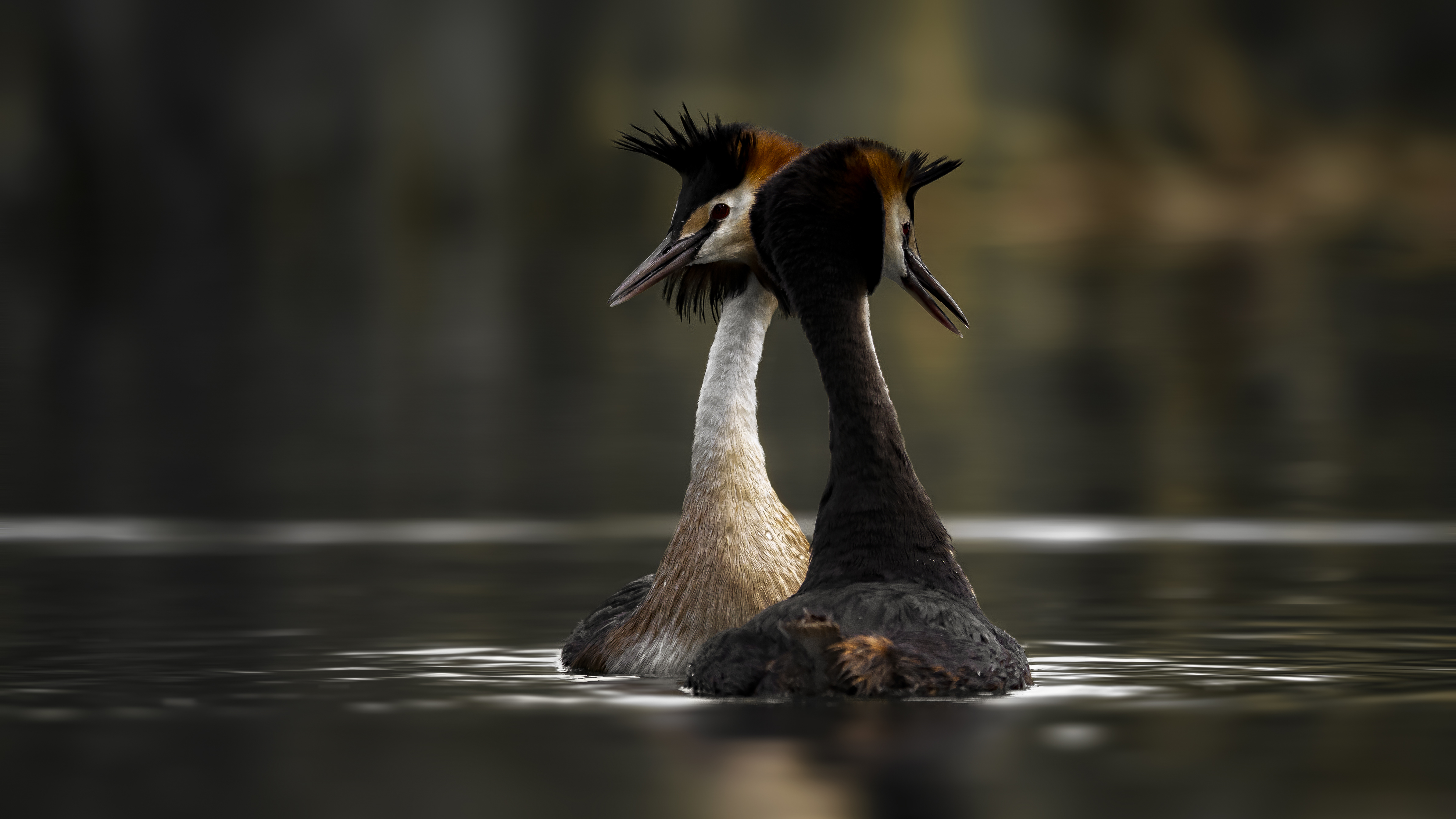 Grebe78